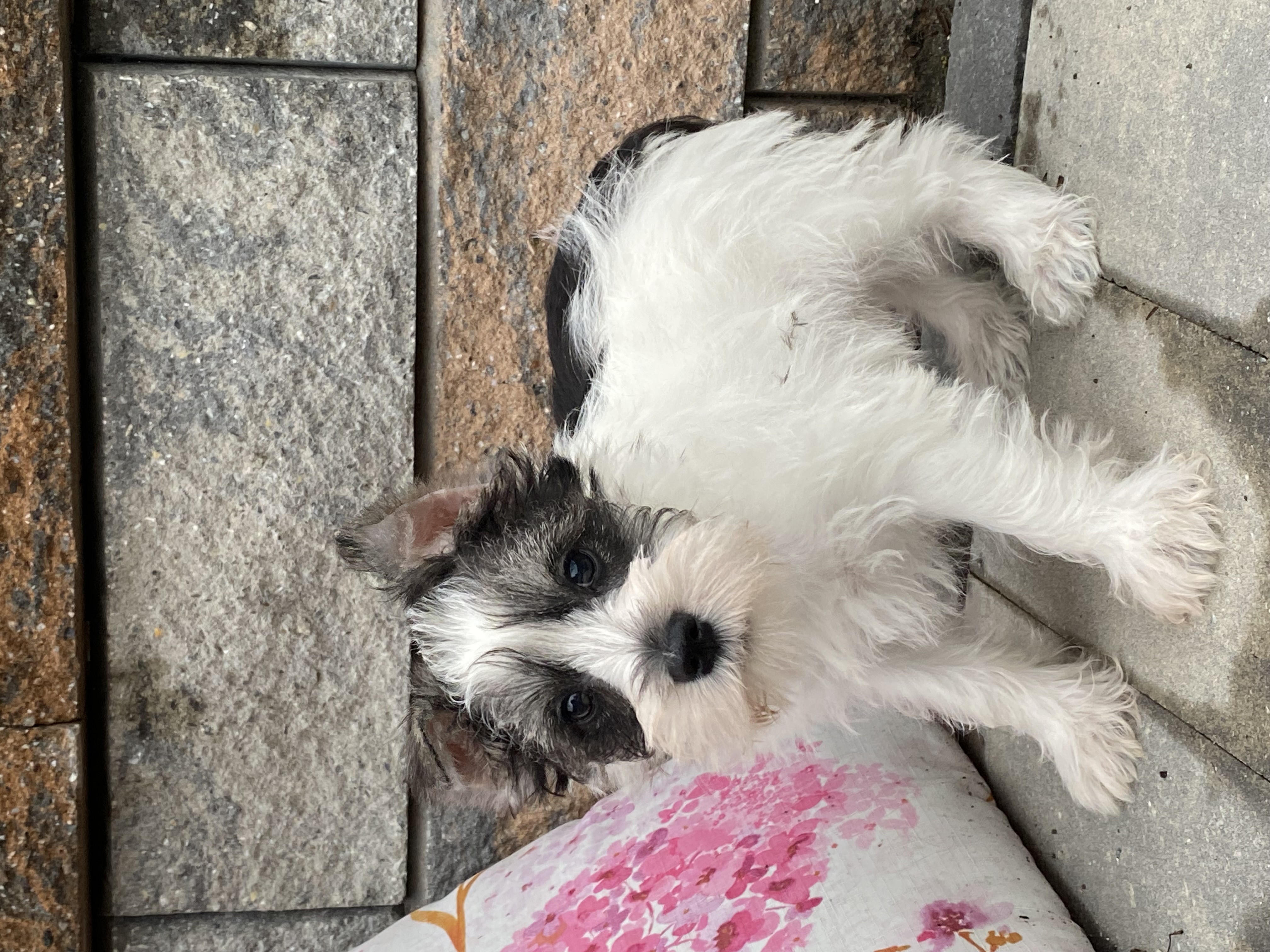 puppy, for, sale, Bichon Frise, Curtis  Martin, dog, breeder, Seneca Falls, NY, dog-breeder, puppy-for-sale, forsale, nearby, find, puppyfind, locator, puppylocator, aca
