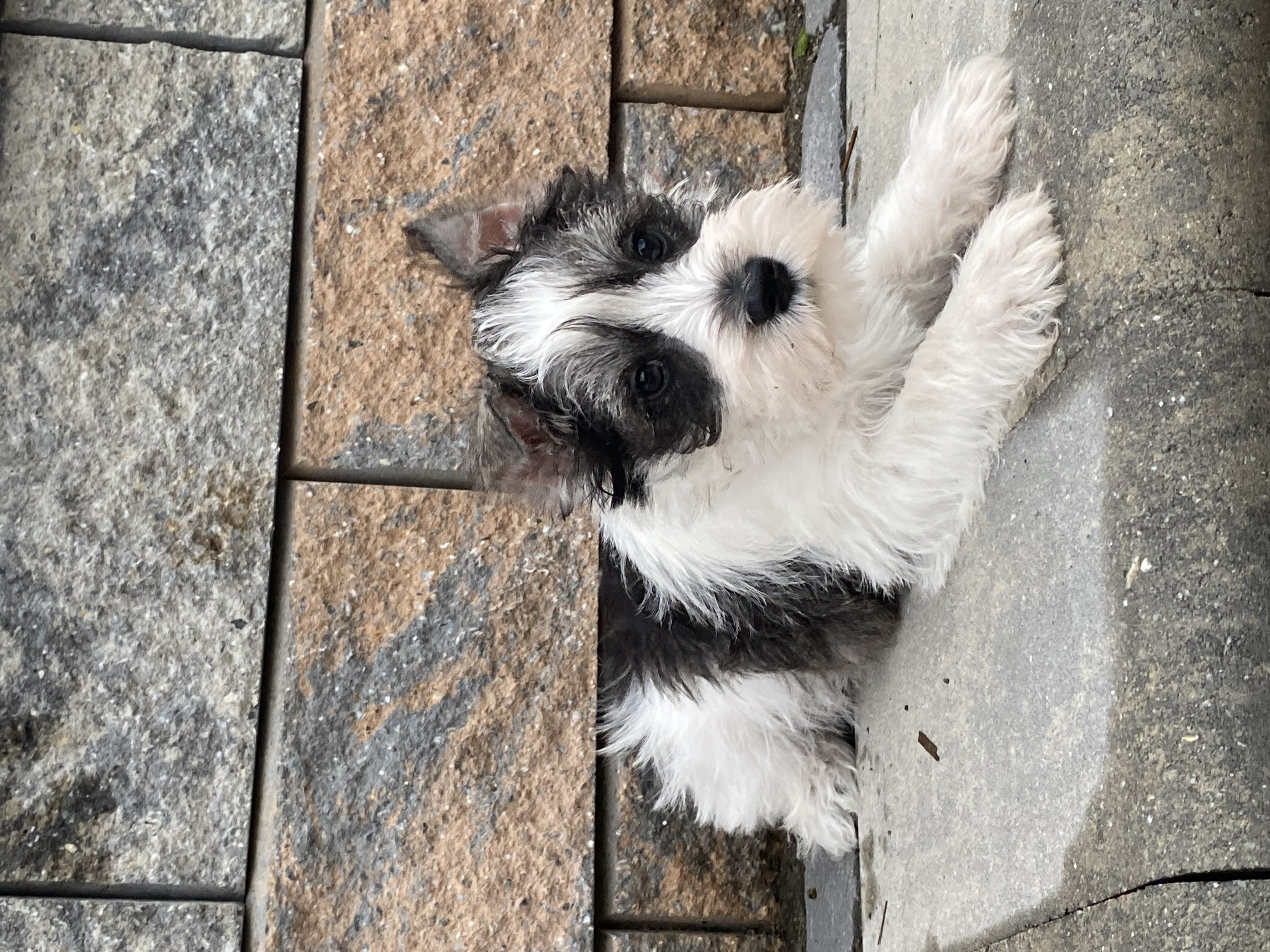 puppy, for, sale, Bichon Frise, Curtis  Martin, dog, breeder, Seneca Falls, NY, dog-breeder, puppy-for-sale, forsale, nearby, find, puppyfind, locator, puppylocator, aca