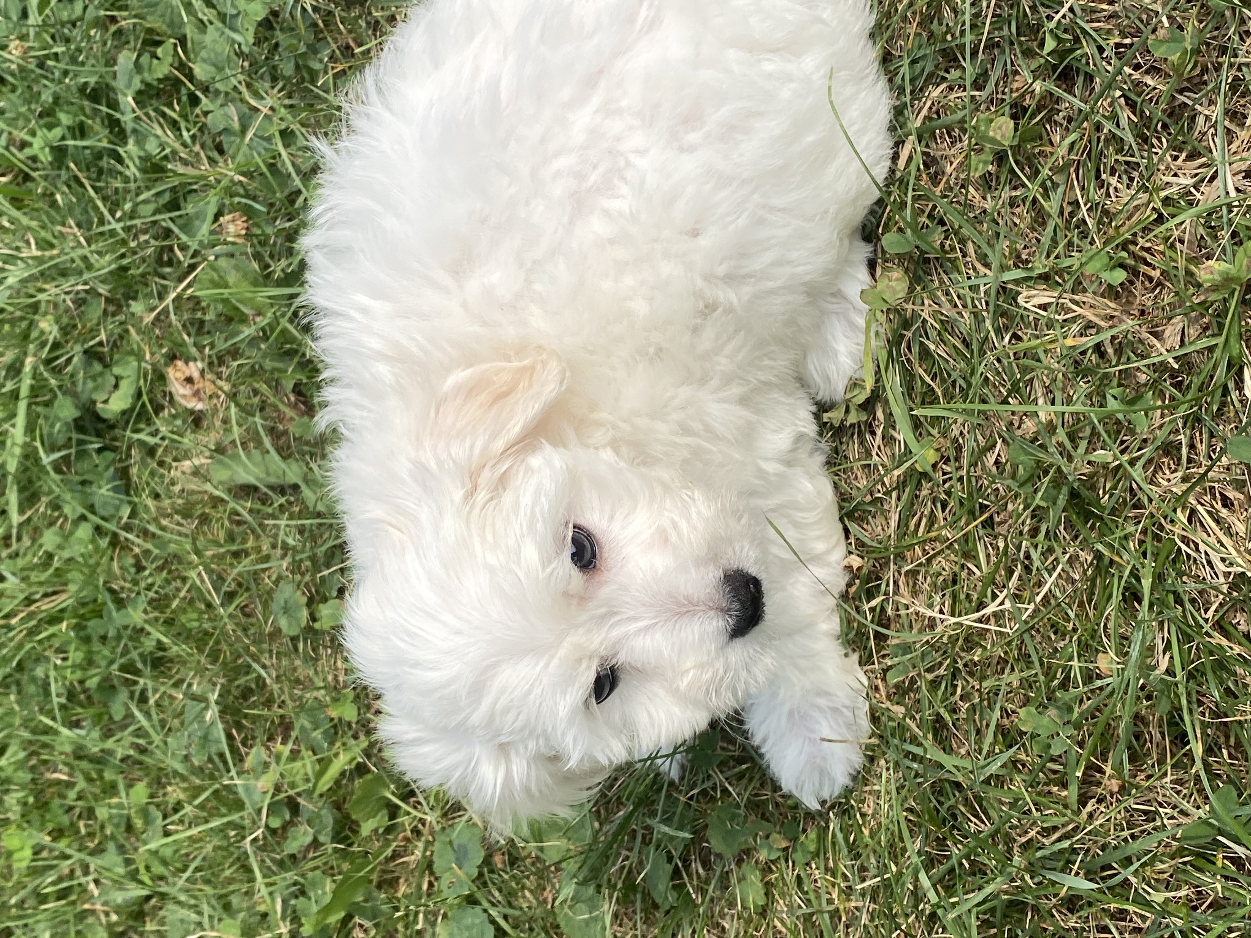 puppy, for, sale, Bichon Frise, Curtis  Martin, dog, breeder, Seneca Falls, NY, dog-breeder, puppy-for-sale, forsale, nearby, find, puppyfind, locator, puppylocator, aca