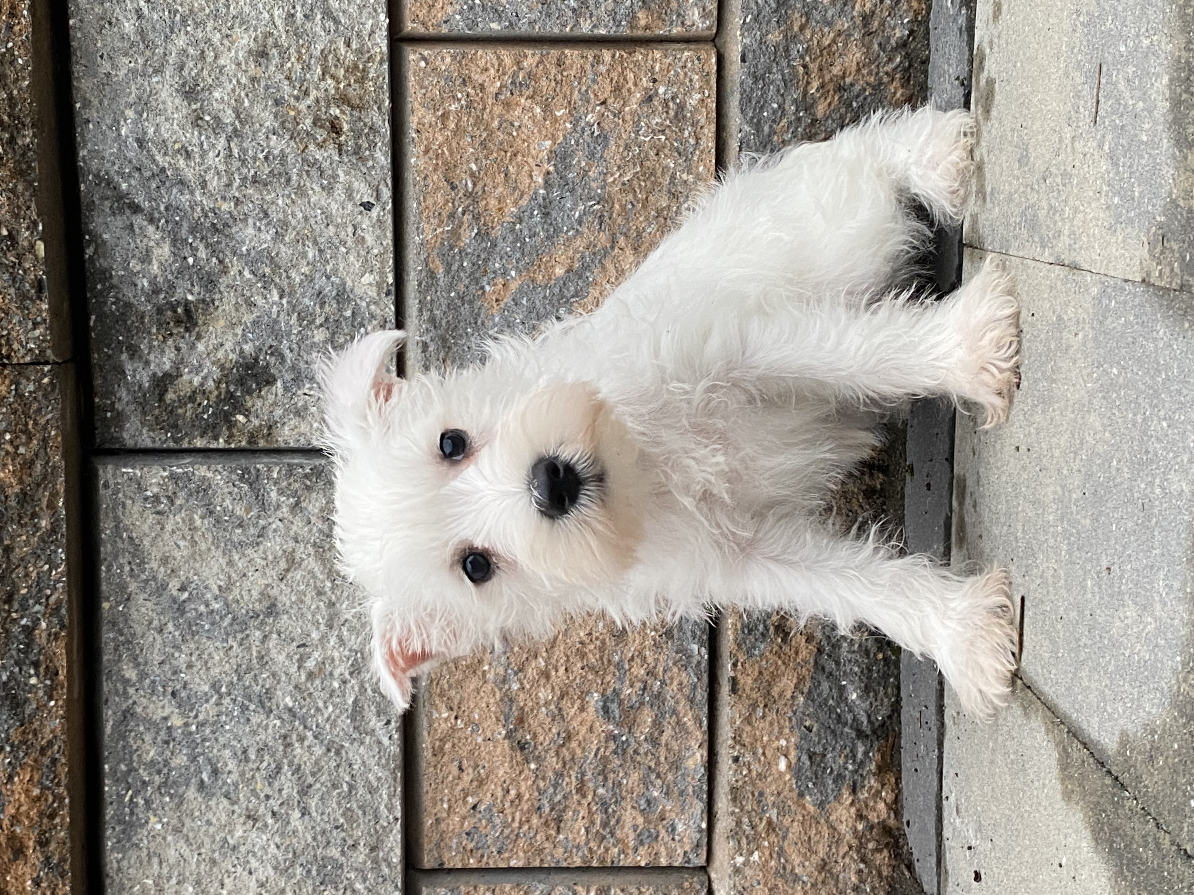 puppy, for, sale, Bichon Frise, Curtis  Martin, dog, breeder, Seneca Falls, NY, dog-breeder, puppy-for-sale, forsale, nearby, find, puppyfind, locator, puppylocator, aca