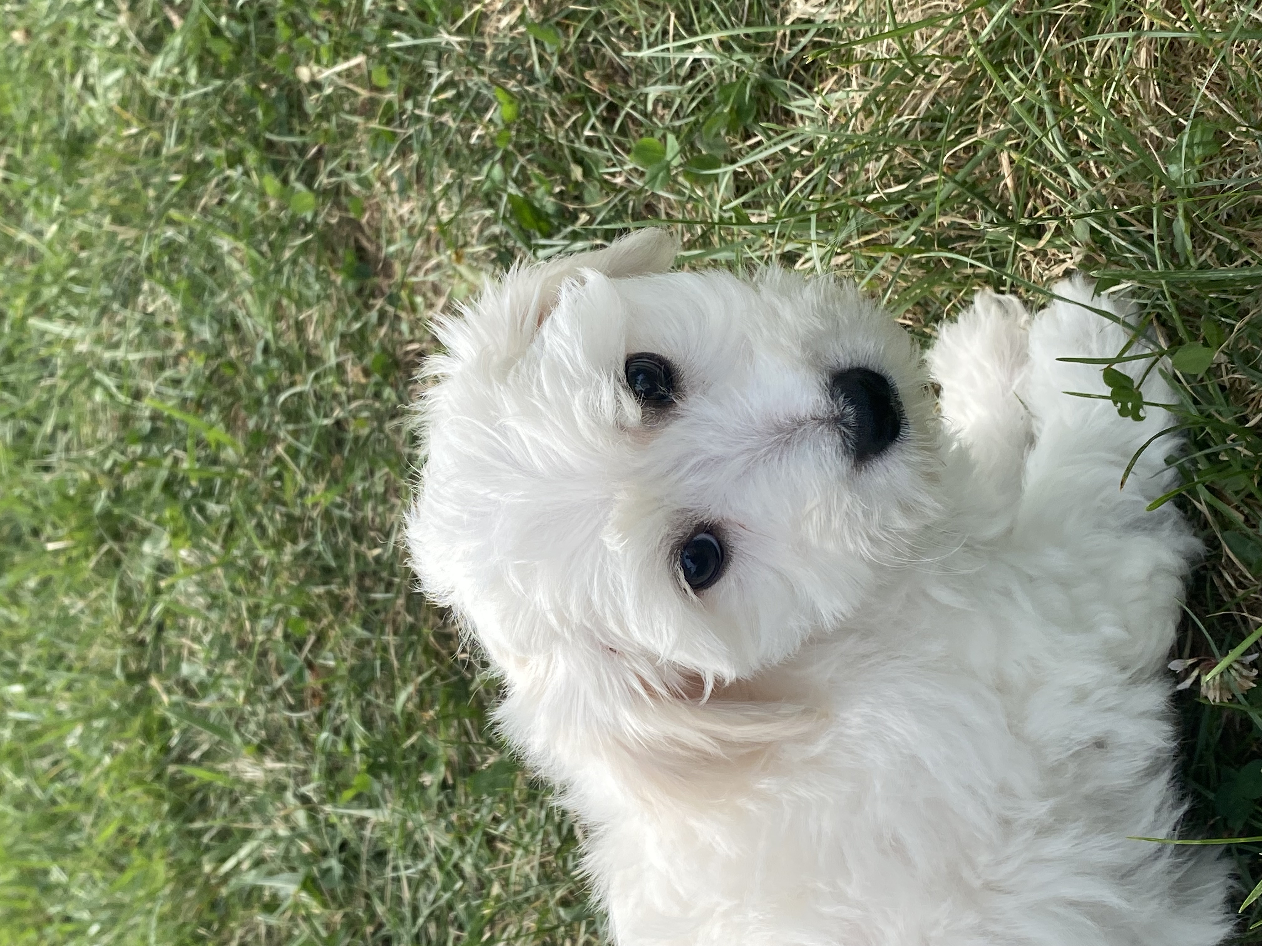 puppy, for, sale, Bichon Frise, Curtis  Martin, dog, breeder, Seneca Falls, NY, dog-breeder, puppy-for-sale, forsale, nearby, find, puppyfind, locator, puppylocator, aca
