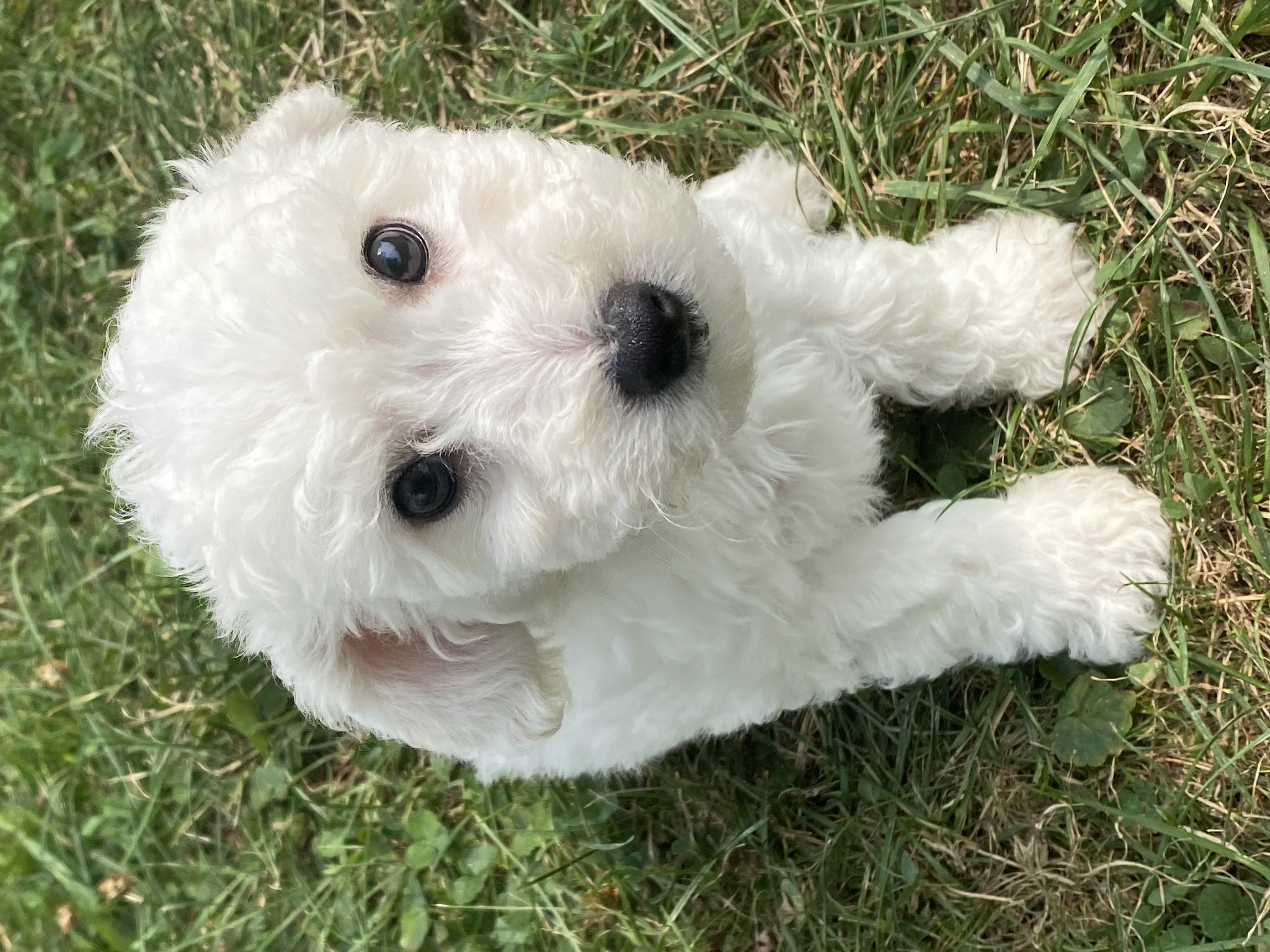 puppy, for, sale, Bichon Frise, Curtis  Martin, dog, breeder, Seneca Falls, NY, dog-breeder, puppy-for-sale, forsale, nearby, find, puppyfind, locator, puppylocator, aca