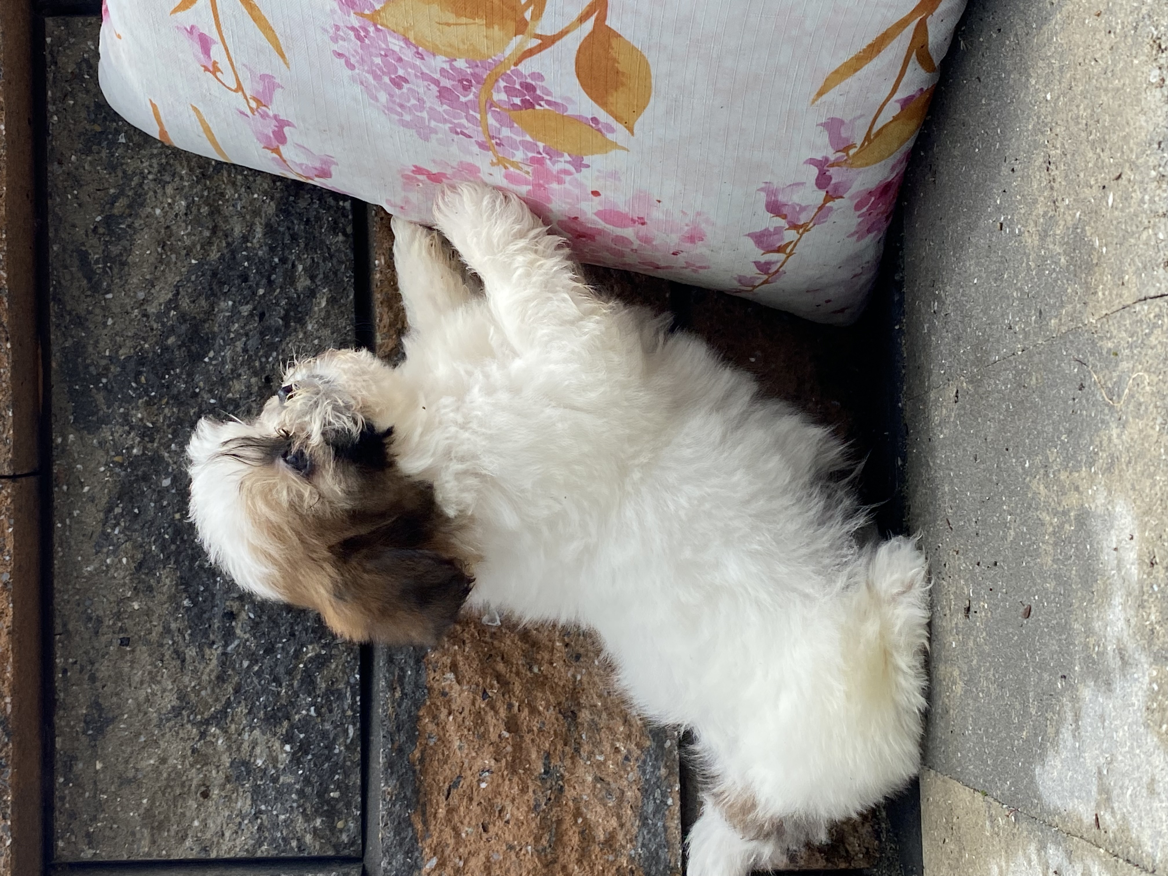 puppy, for, sale, Bichon Frise, Curtis  Martin, dog, breeder, Seneca Falls, NY, dog-breeder, puppy-for-sale, forsale, nearby, find, puppyfind, locator, puppylocator, aca