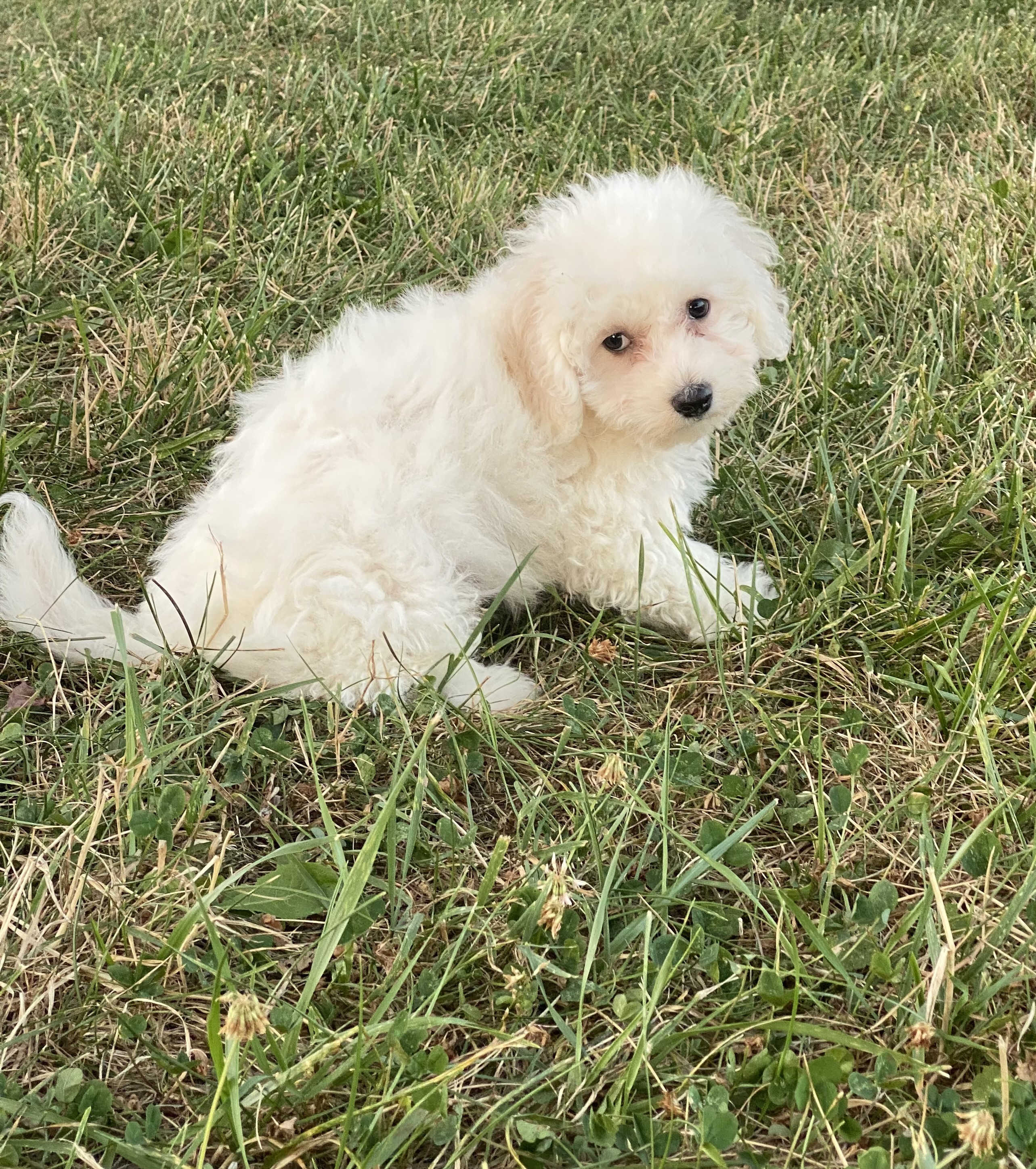 puppy, for, sale, Bichon Frise, Curtis  Martin, dog, breeder, Seneca Falls, NY, dog-breeder, puppy-for-sale, forsale, nearby, find, puppyfind, locator, puppylocator, aca