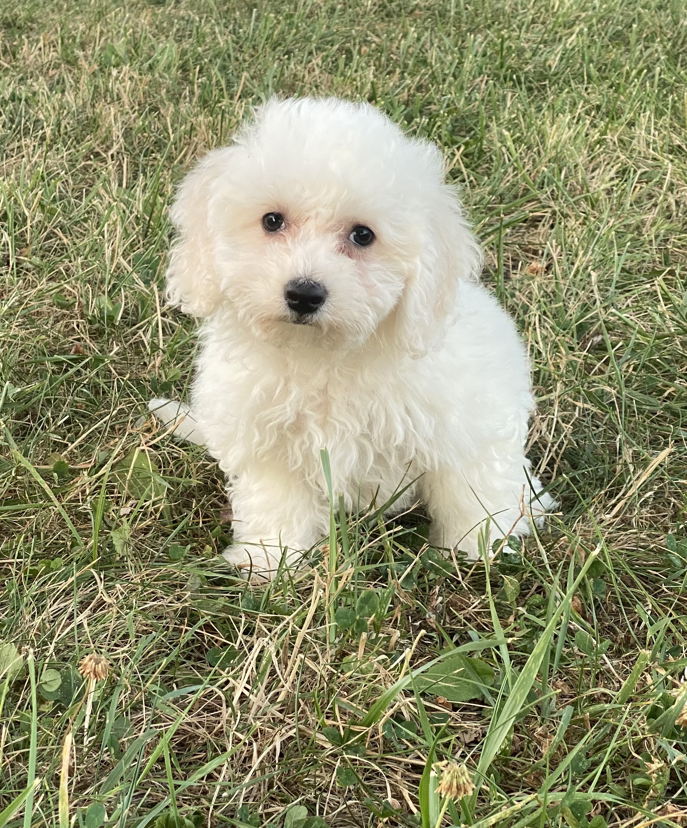 puppy, for, sale, Bichon Frise, Curtis  Martin, dog, breeder, Seneca Falls, NY, dog-breeder, puppy-for-sale, forsale, nearby, find, puppyfind, locator, puppylocator, aca