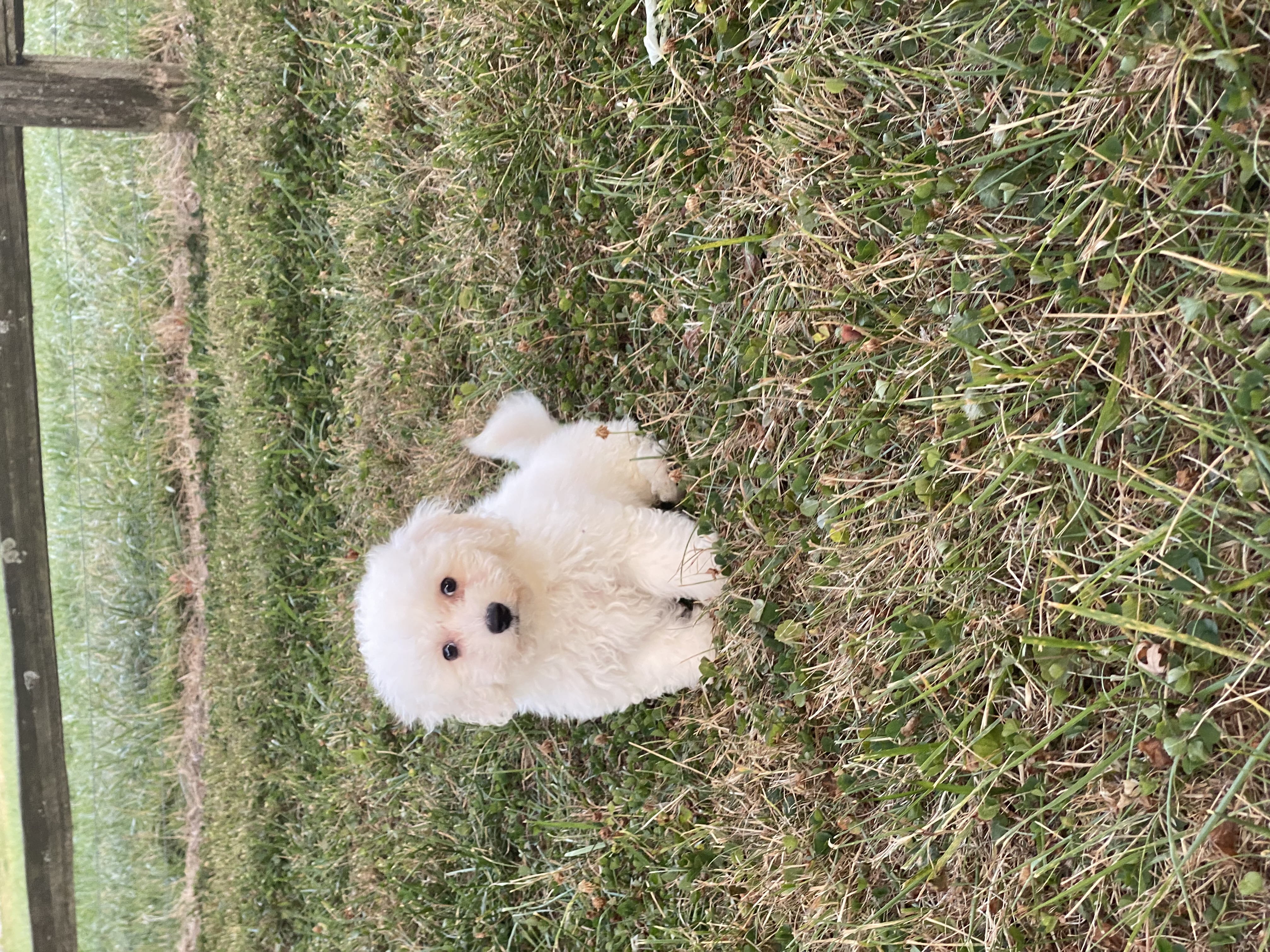 puppy, for, sale, Bichon Frise, Curtis  Martin, dog, breeder, Seneca Falls, NY, dog-breeder, puppy-for-sale, forsale, nearby, find, puppyfind, locator, puppylocator, aca