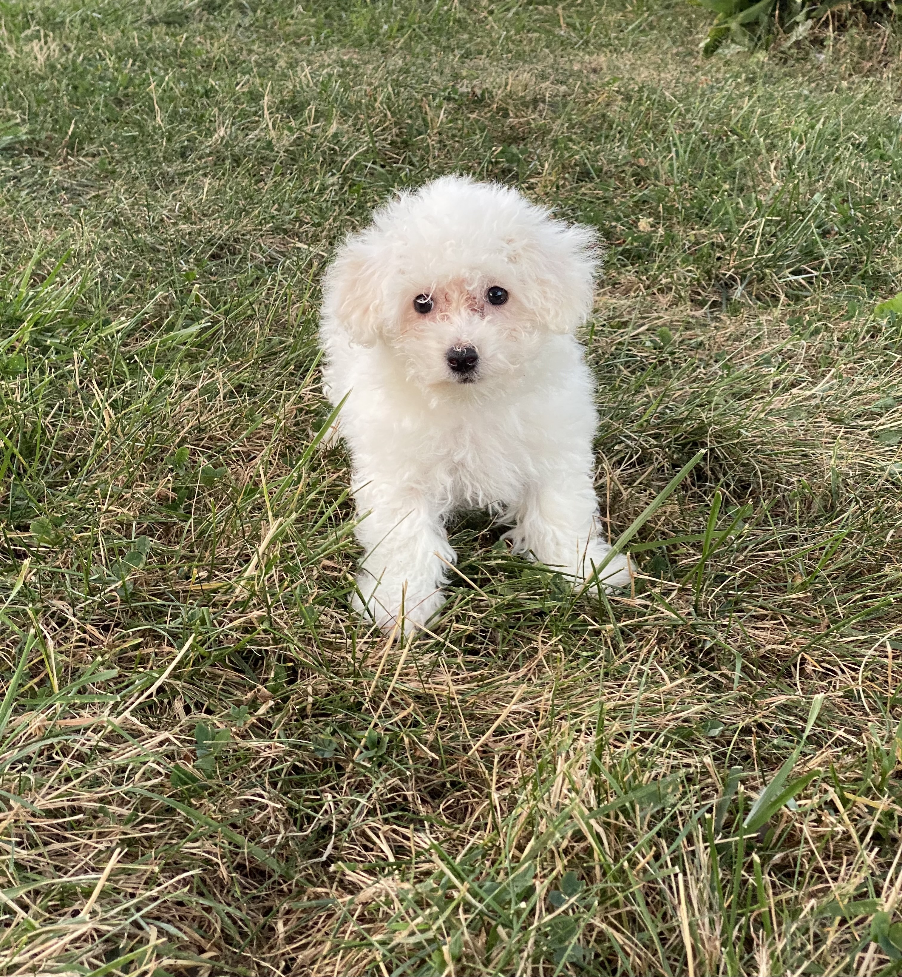 puppy, for, sale, Bichon Frise, Curtis  Martin, dog, breeder, Seneca Falls, NY, dog-breeder, puppy-for-sale, forsale, nearby, find, puppyfind, locator, puppylocator, aca