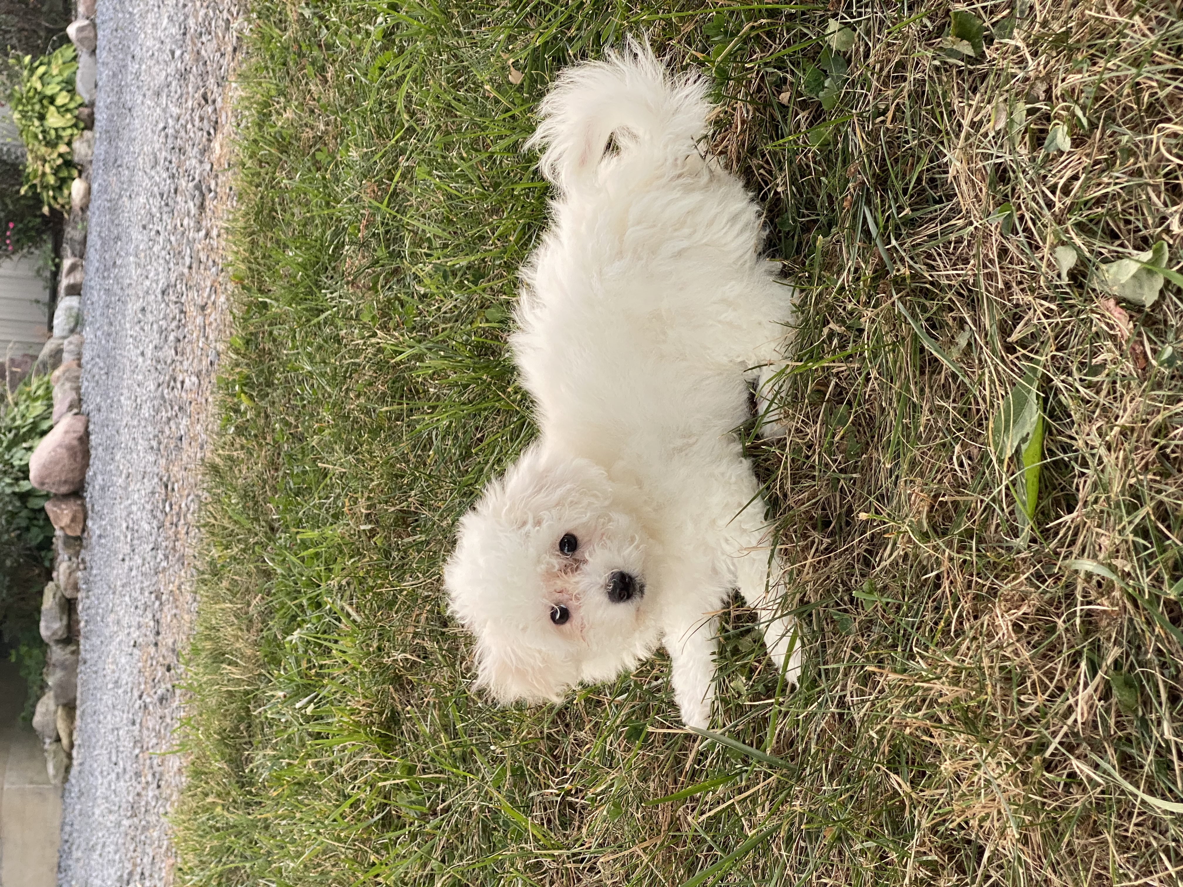 puppy, for, sale, Bichon Frise, Curtis  Martin, dog, breeder, Seneca Falls, NY, dog-breeder, puppy-for-sale, forsale, nearby, find, puppyfind, locator, puppylocator, aca
