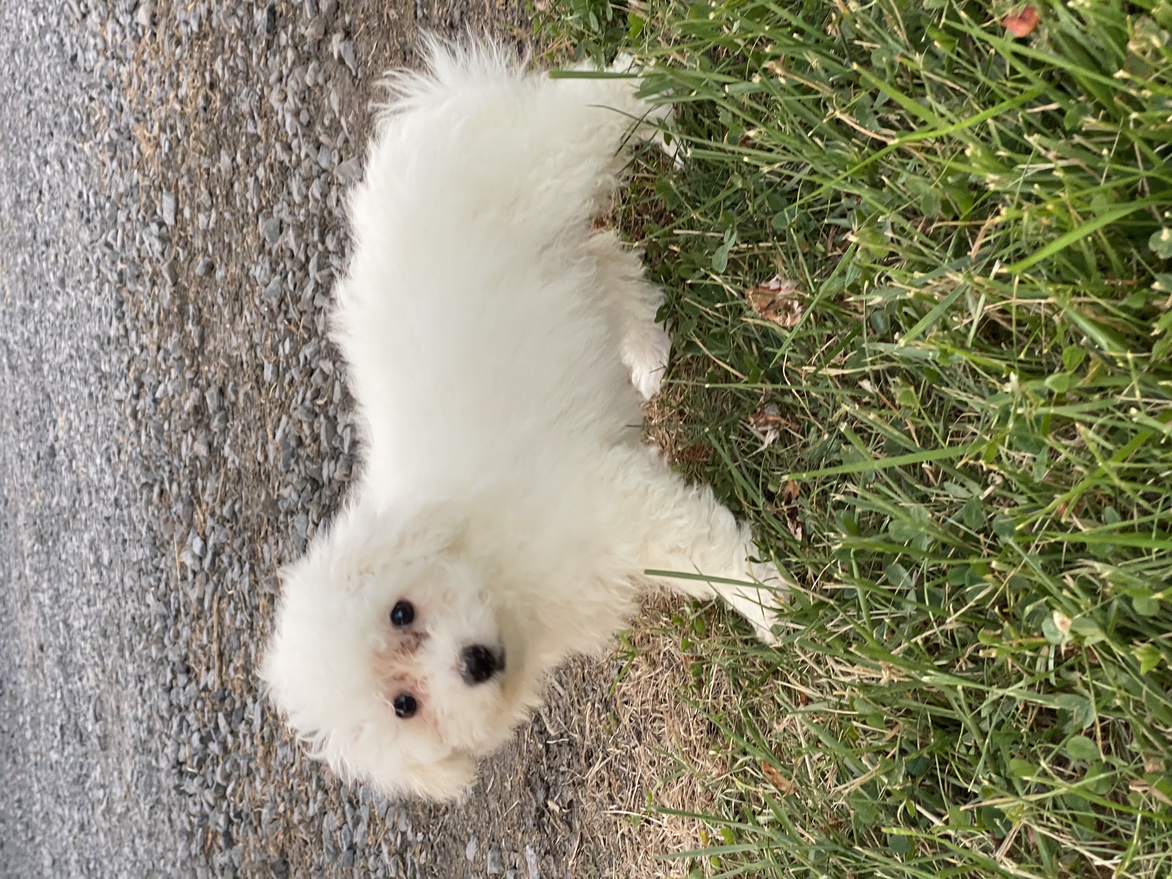 puppy, for, sale, Bichon Frise, Curtis  Martin, dog, breeder, Seneca Falls, NY, dog-breeder, puppy-for-sale, forsale, nearby, find, puppyfind, locator, puppylocator, aca