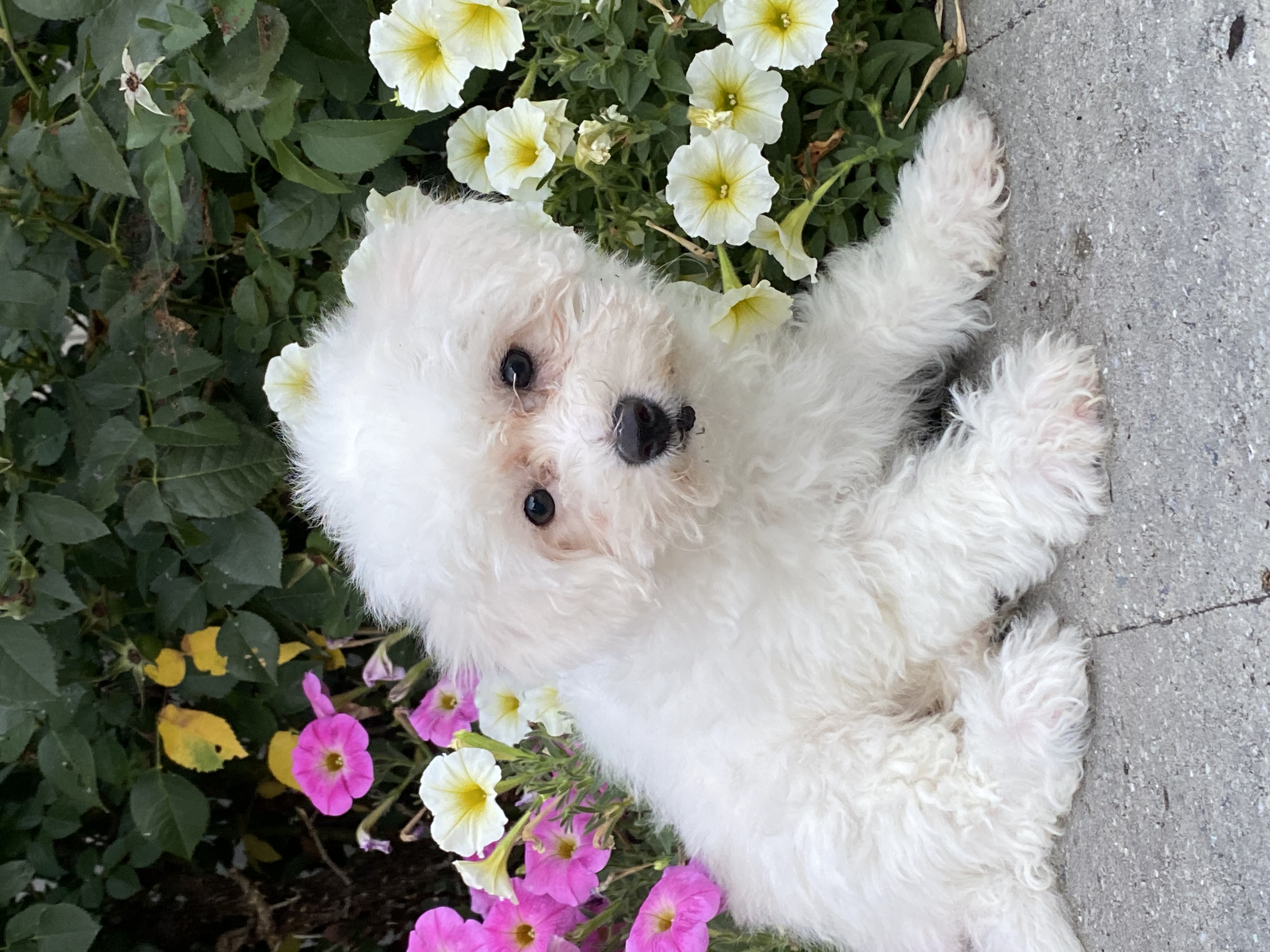 puppy, for, sale, Bichon Frise, Curtis  Martin, dog, breeder, Seneca Falls, NY, dog-breeder, puppy-for-sale, forsale, nearby, find, puppyfind, locator, puppylocator, aca