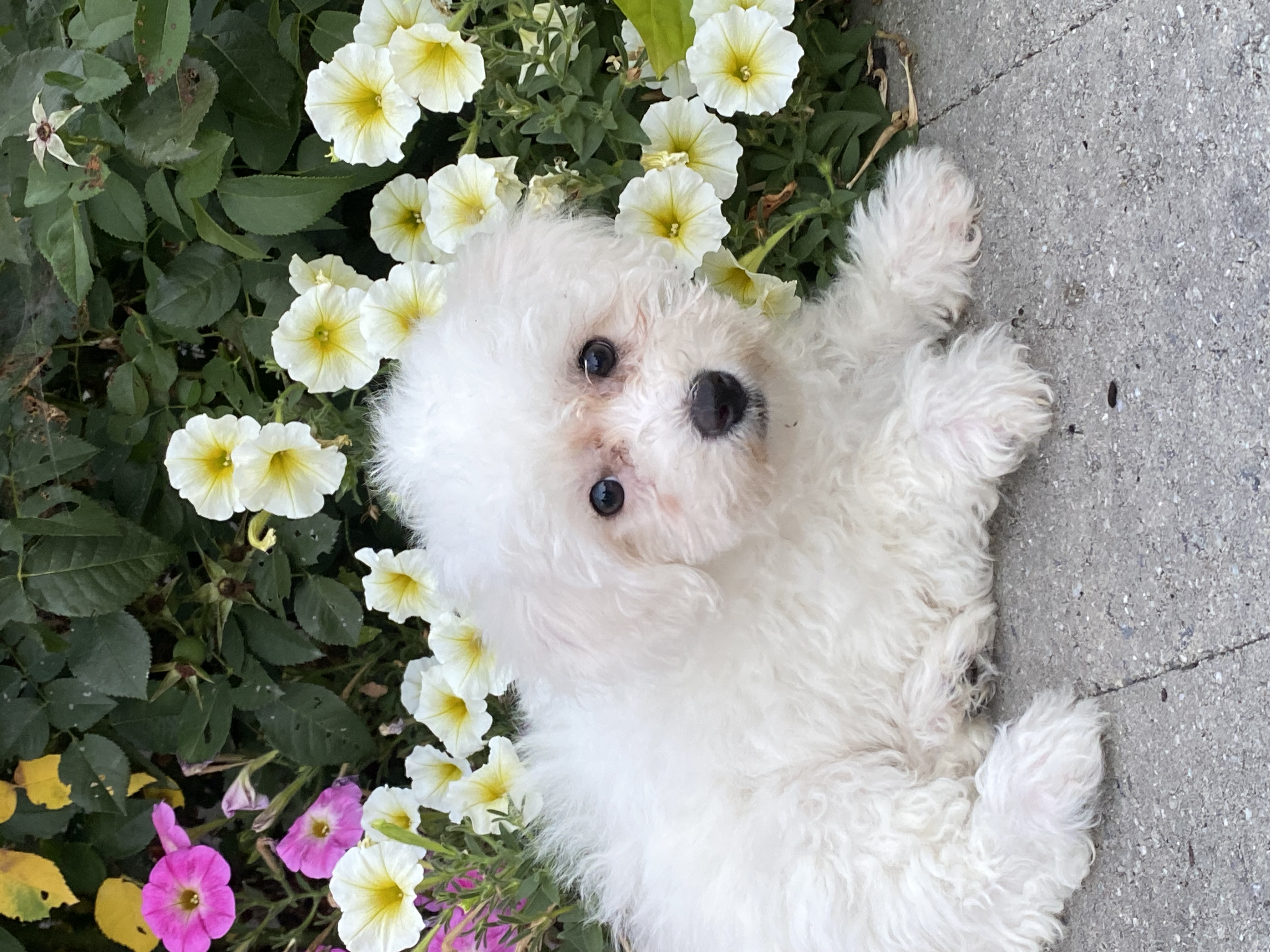 puppy, for, sale, Bichon Frise, Curtis  Martin, dog, breeder, Seneca Falls, NY, dog-breeder, puppy-for-sale, forsale, nearby, find, puppyfind, locator, puppylocator, aca