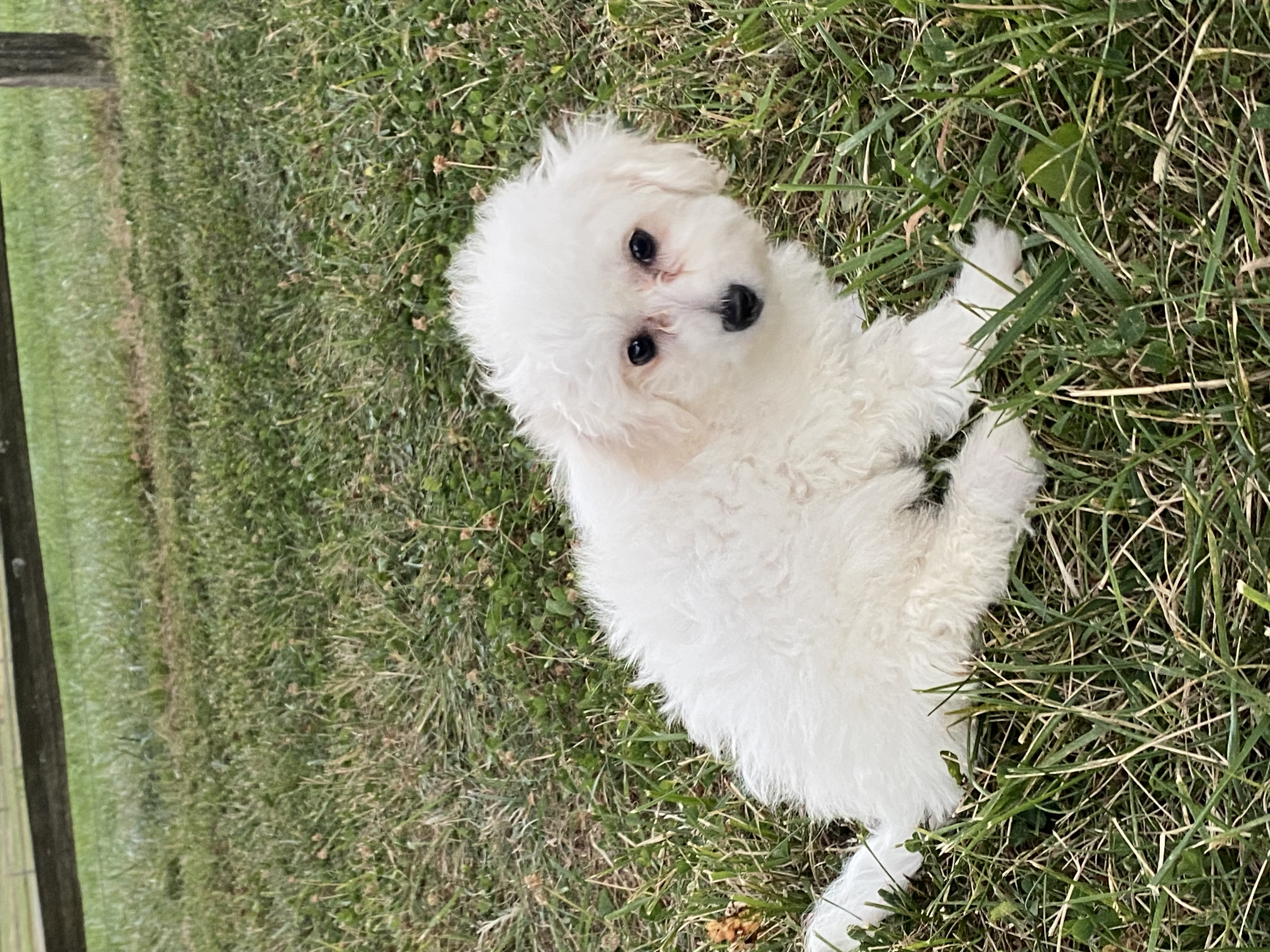 puppy, for, sale, Bichon Frise, Curtis  Martin, dog, breeder, Seneca Falls, NY, dog-breeder, puppy-for-sale, forsale, nearby, find, puppyfind, locator, puppylocator, aca