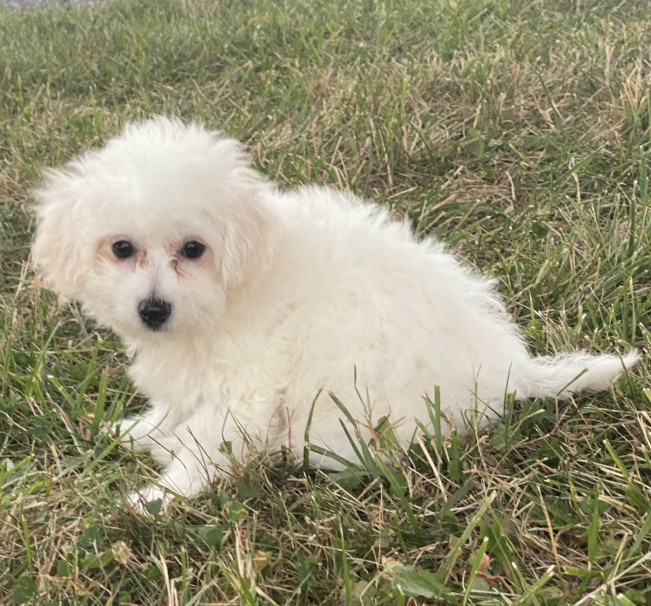 puppy, for, sale, Bichon Frise, Curtis  Martin, dog, breeder, Seneca Falls, NY, dog-breeder, puppy-for-sale, forsale, nearby, find, puppyfind, locator, puppylocator, aca