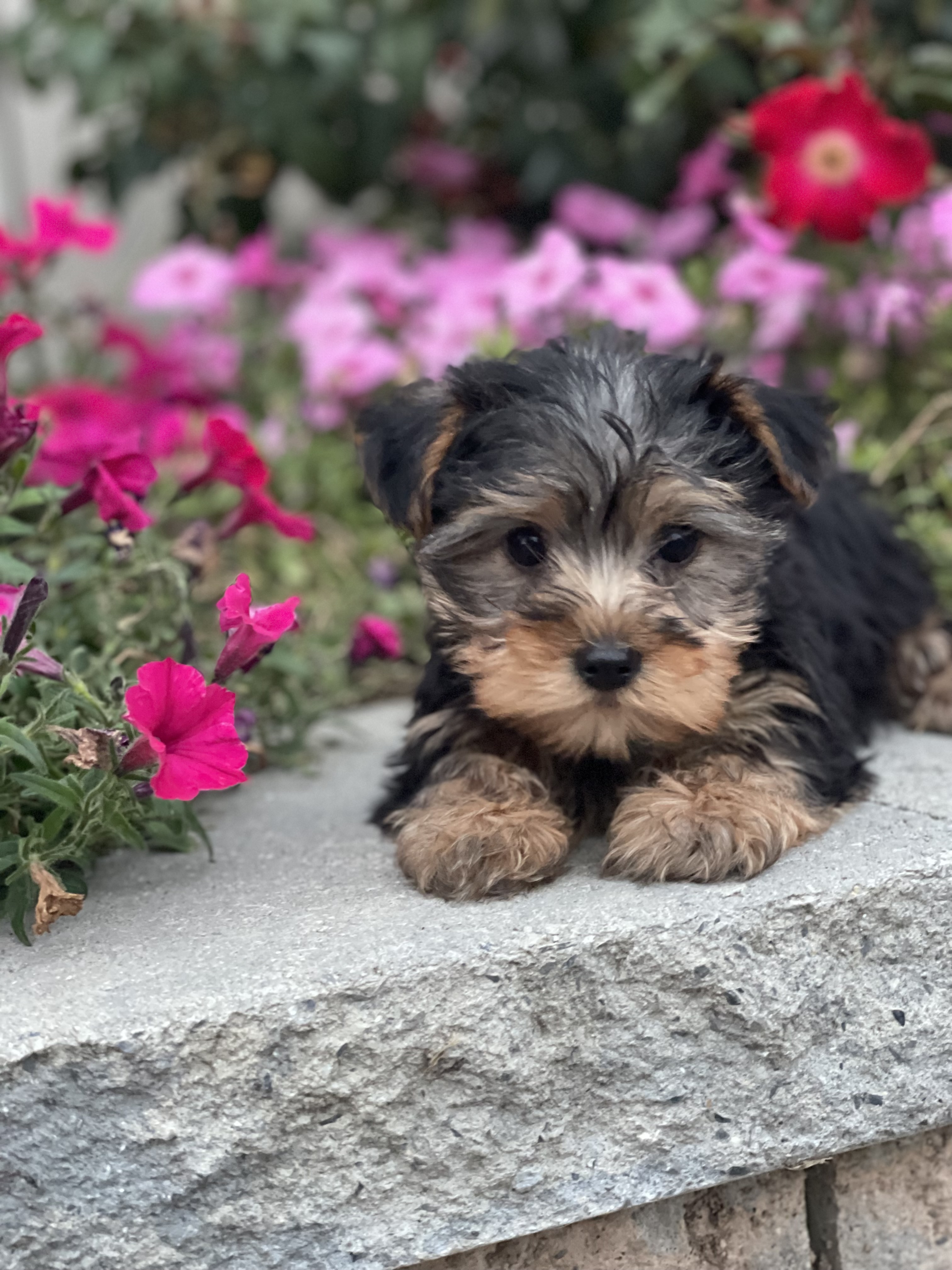 puppy, for, sale, Bichon Frise, Curtis  Martin, dog, breeder, Seneca Falls, NY, dog-breeder, puppy-for-sale, forsale, nearby, find, puppyfind, locator, puppylocator, aca