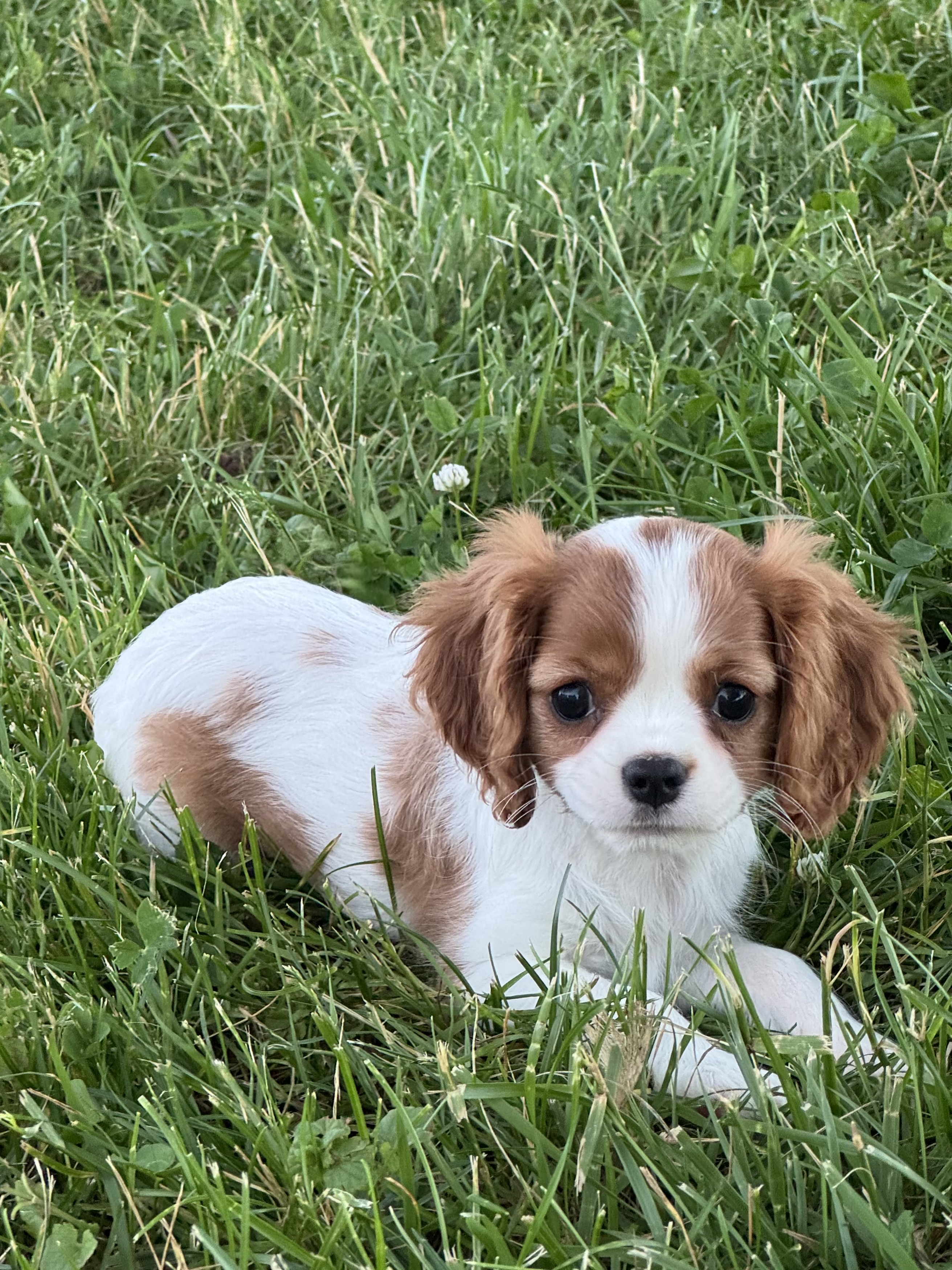 puppy photo