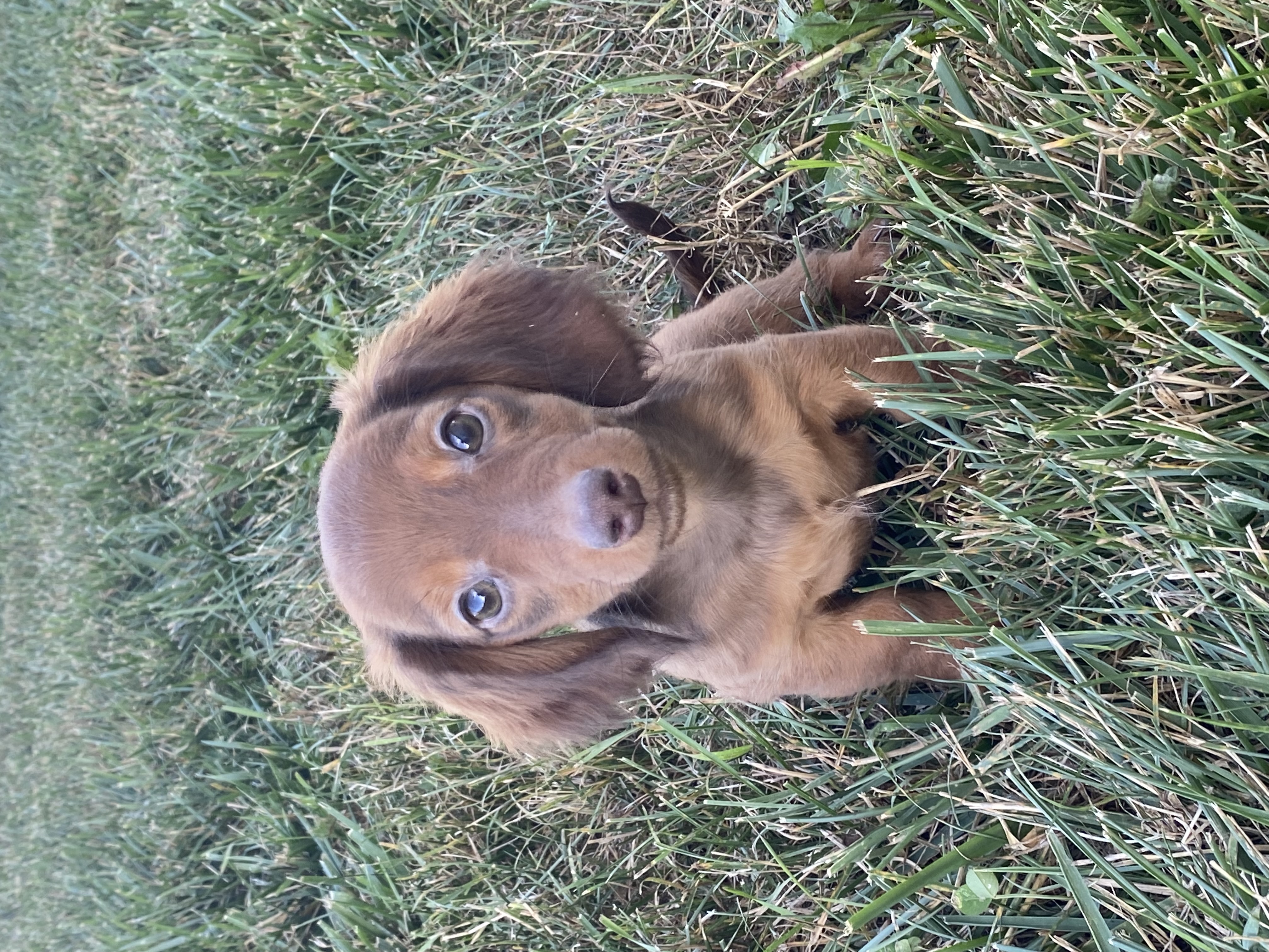 puppy, for, sale, Dachshund, Curtis  Martin, dog, breeder, Seneca Falls, NY, dog-breeder, puppy-for-sale, forsale, nearby, find, puppyfind, locator, puppylocator, aca