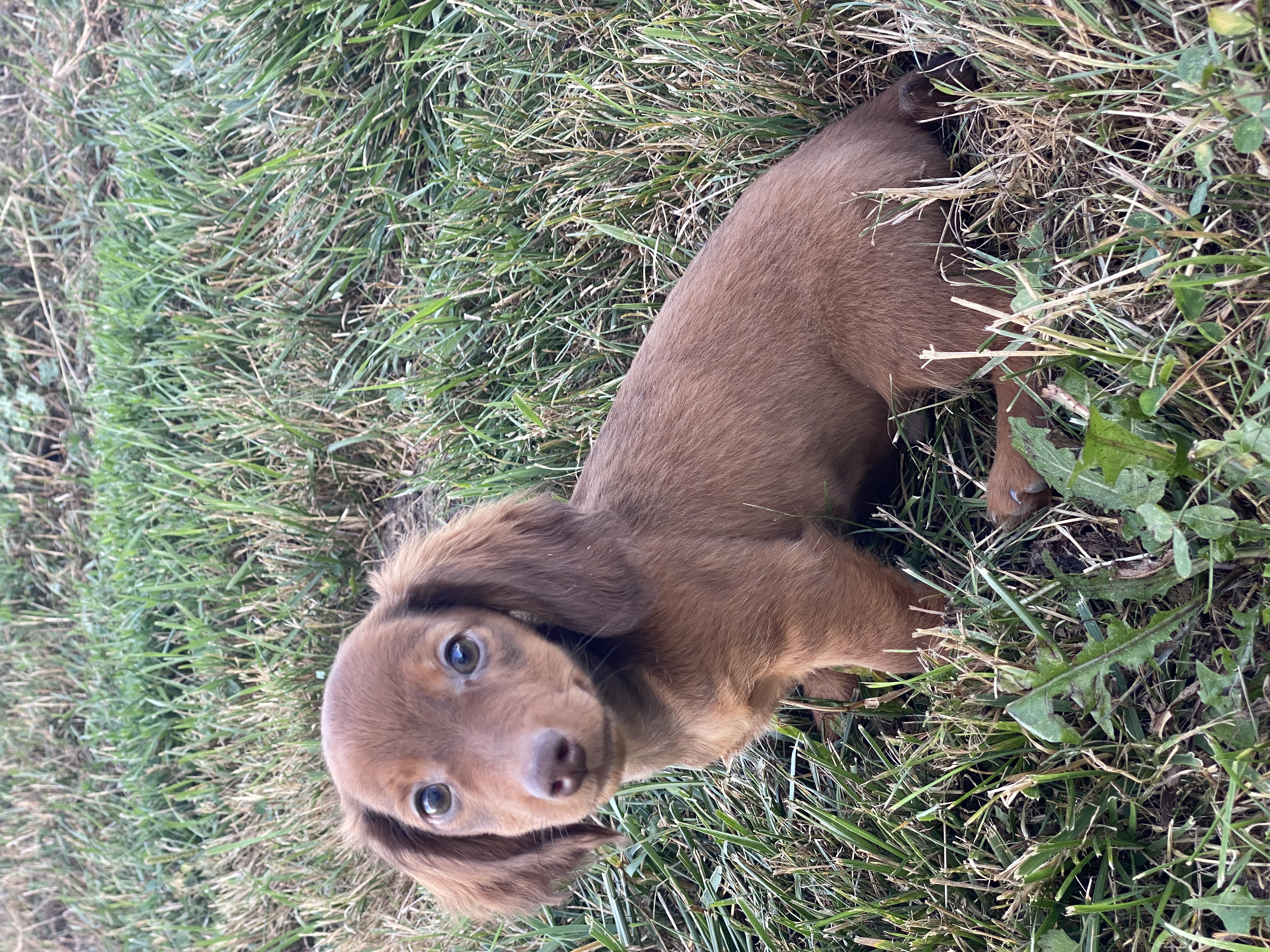 puppy, for, sale, Dachshund, Curtis  Martin, dog, breeder, Seneca Falls, NY, dog-breeder, puppy-for-sale, forsale, nearby, find, puppyfind, locator, puppylocator, aca