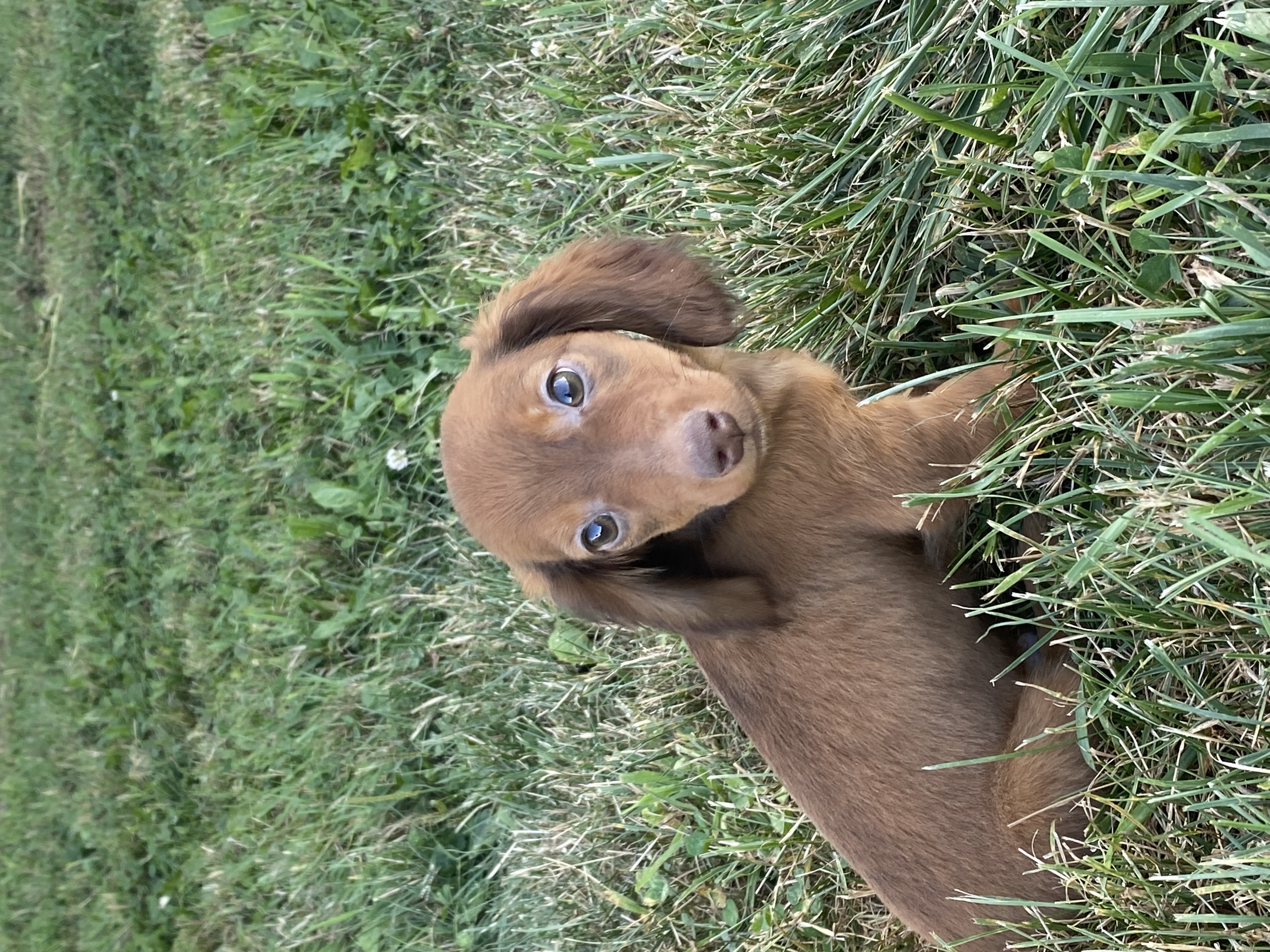 puppy, for, sale, Dachshund, Curtis  Martin, dog, breeder, Seneca Falls, NY, dog-breeder, puppy-for-sale, forsale, nearby, find, puppyfind, locator, puppylocator, aca