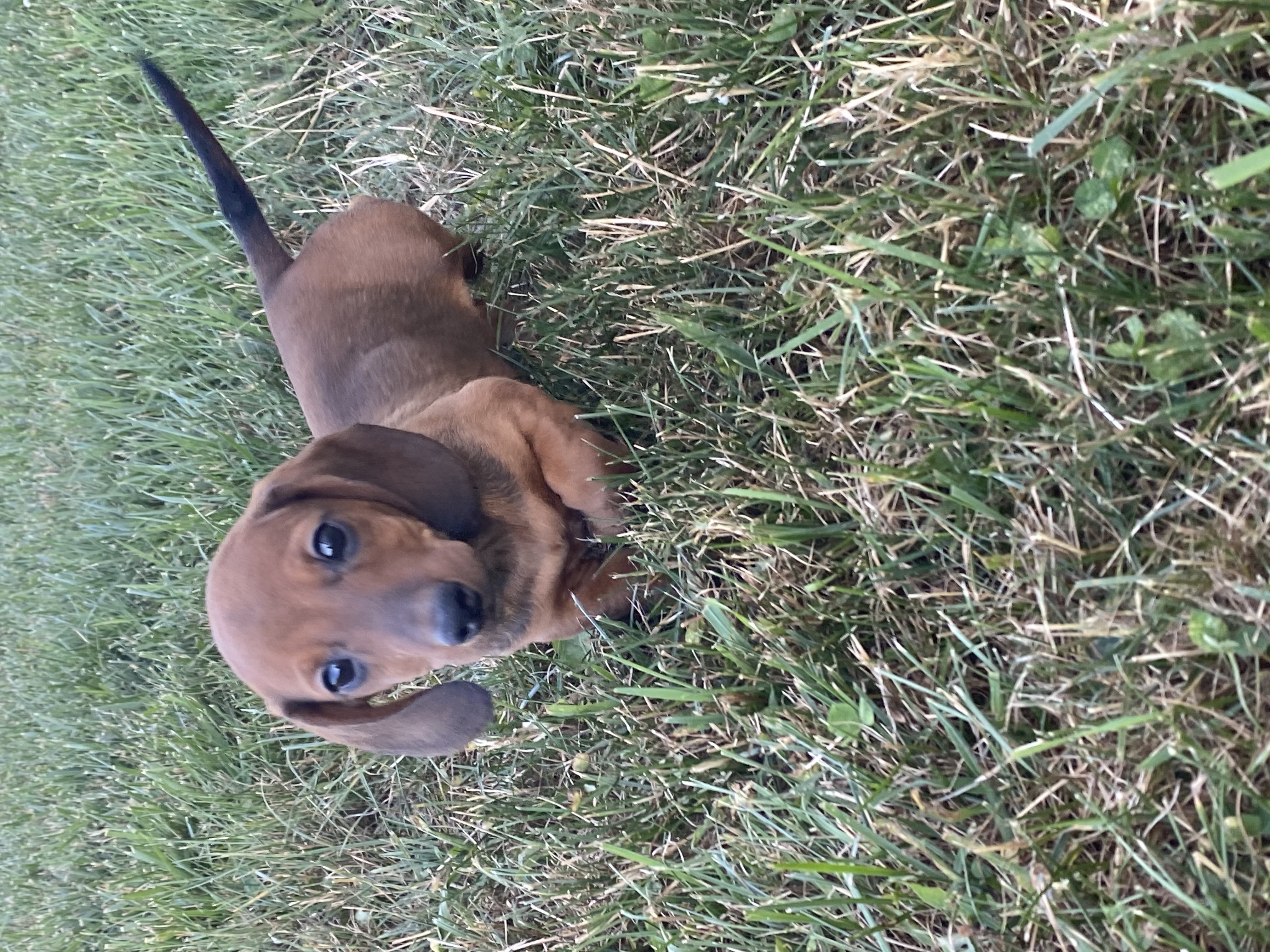 puppy, for, sale, Dachshund, Curtis  Martin, dog, breeder, Seneca Falls, NY, dog-breeder, puppy-for-sale, forsale, nearby, find, puppyfind, locator, puppylocator, aca