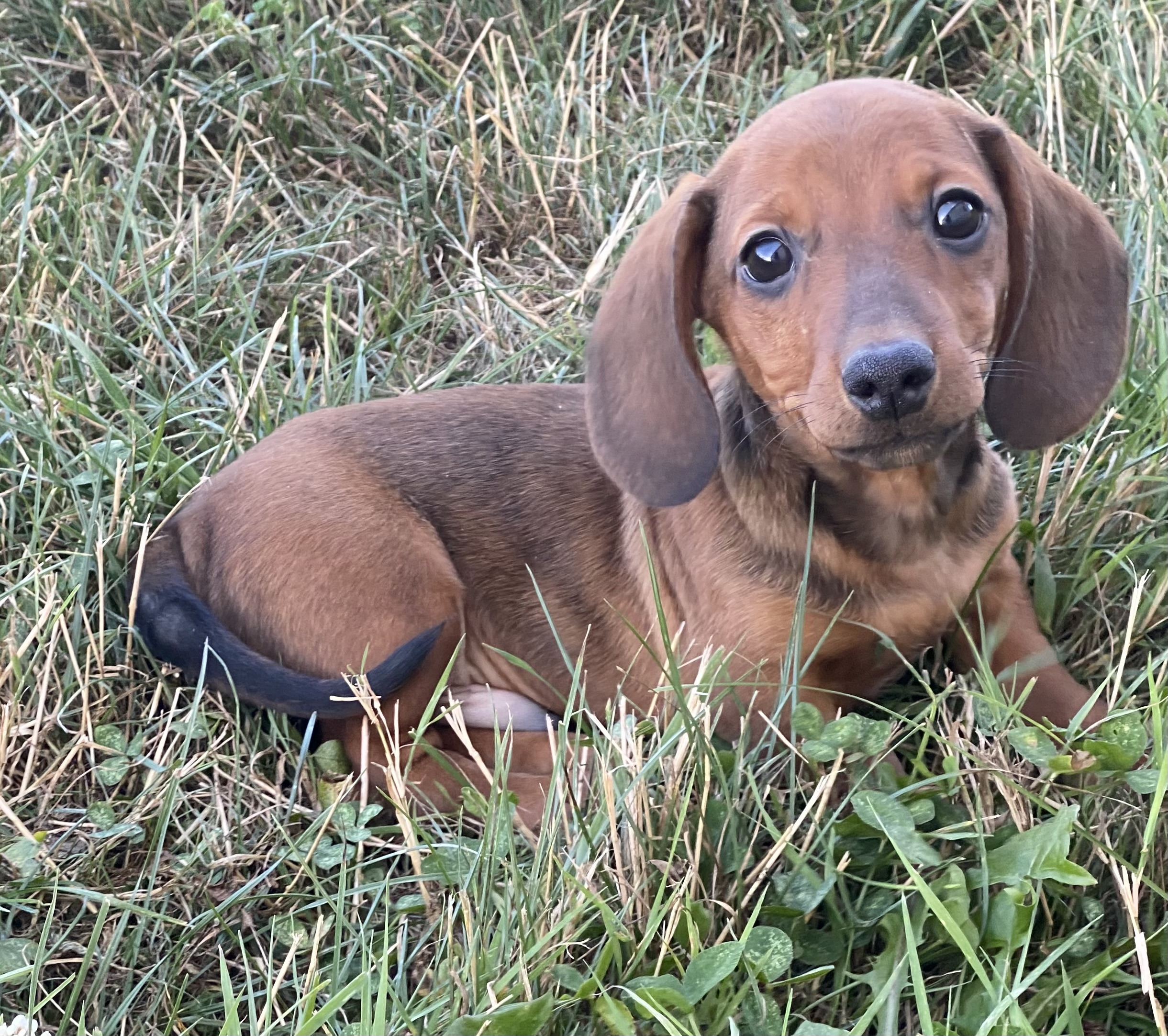 puppy, for, sale, Dachshund, Curtis  Martin, dog, breeder, Seneca Falls, NY, dog-breeder, puppy-for-sale, forsale, nearby, find, puppyfind, locator, puppylocator, aca