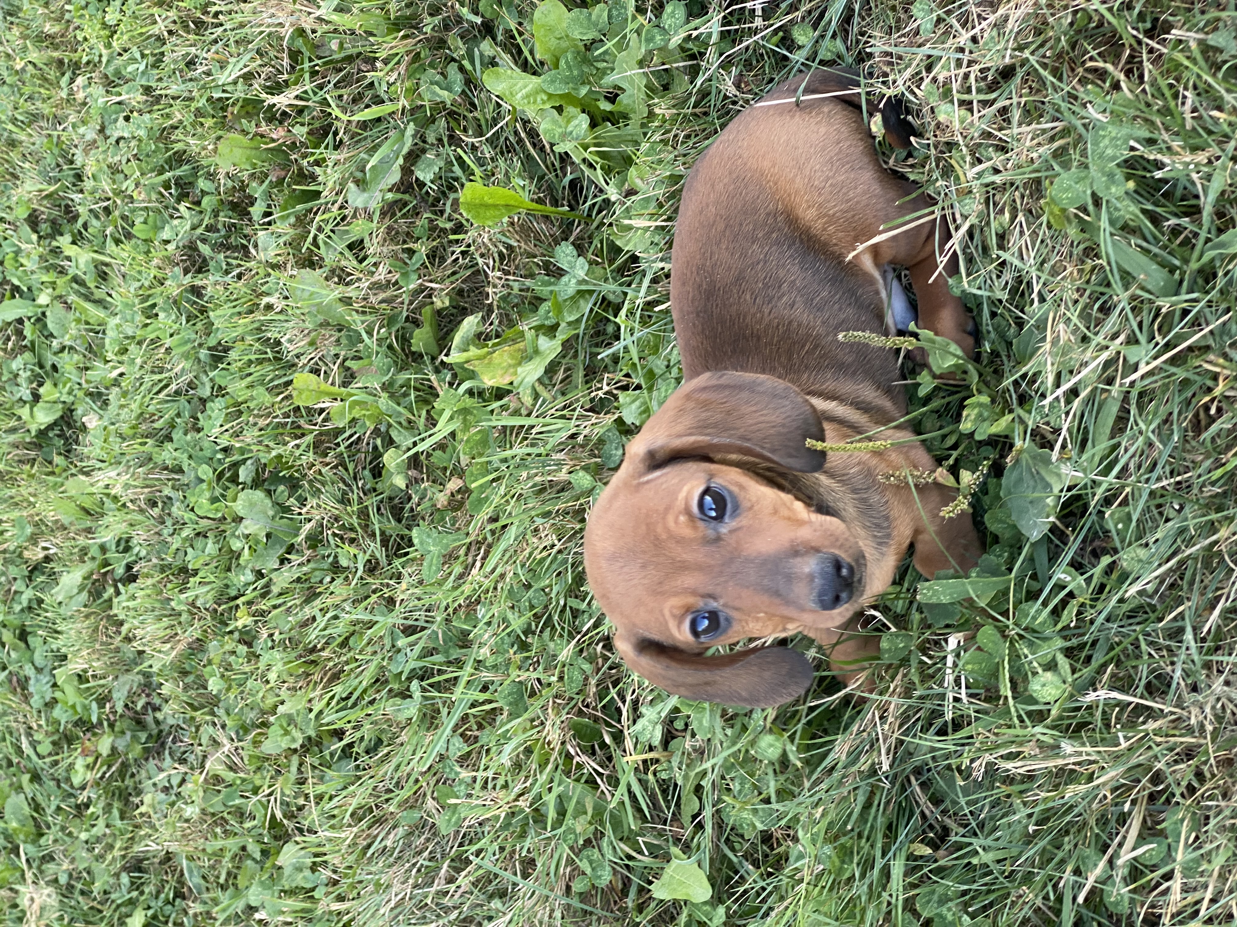 puppy, for, sale, Dachshund, Curtis  Martin, dog, breeder, Seneca Falls, NY, dog-breeder, puppy-for-sale, forsale, nearby, find, puppyfind, locator, puppylocator, aca
