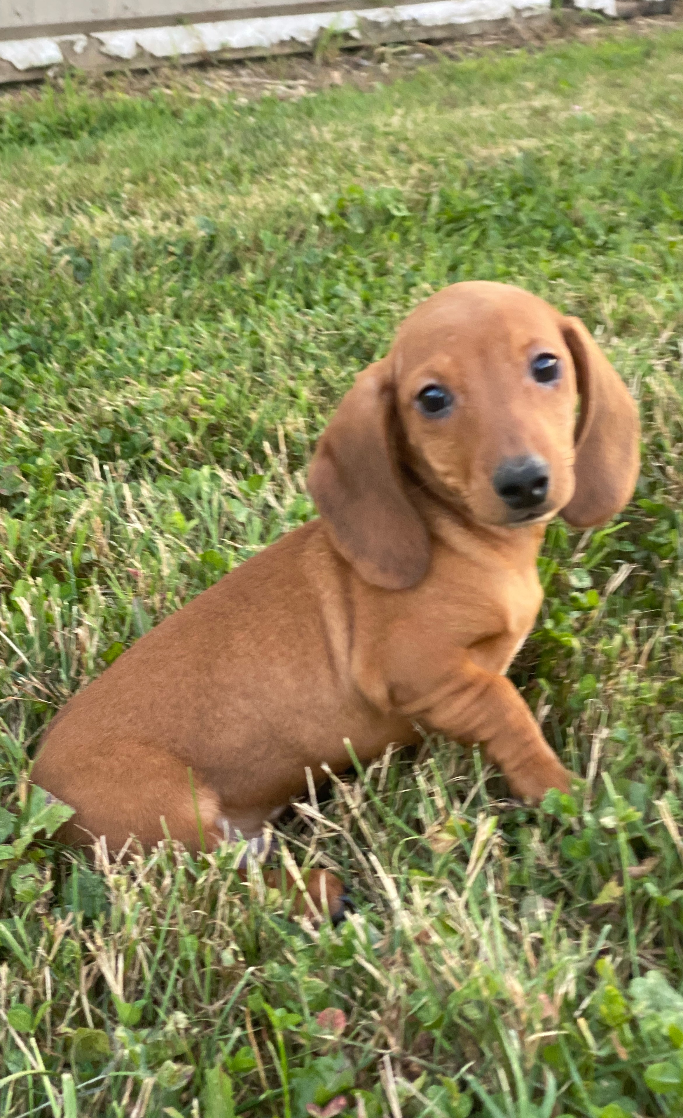 puppy, for, sale, Dachshund, Curtis  Martin, dog, breeder, Seneca Falls, NY, dog-breeder, puppy-for-sale, forsale, nearby, find, puppyfind, locator, puppylocator, aca