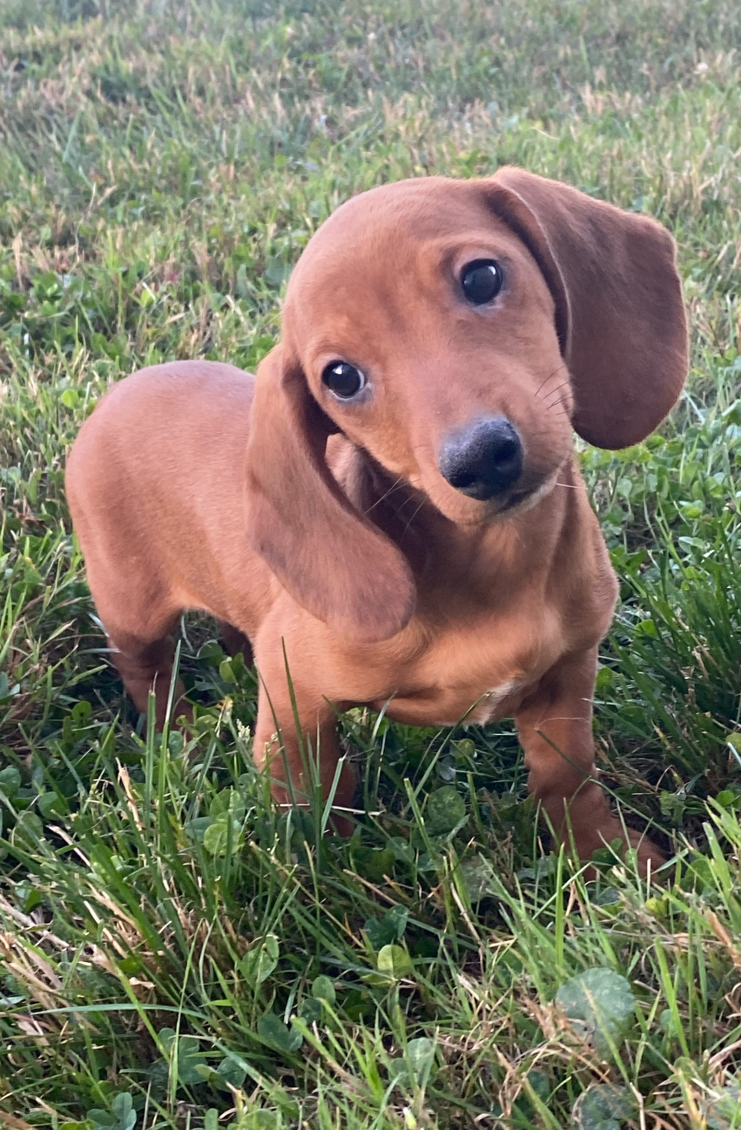 puppy, for, sale, Dachshund, Curtis  Martin, dog, breeder, Seneca Falls, NY, dog-breeder, puppy-for-sale, forsale, nearby, find, puppyfind, locator, puppylocator, aca