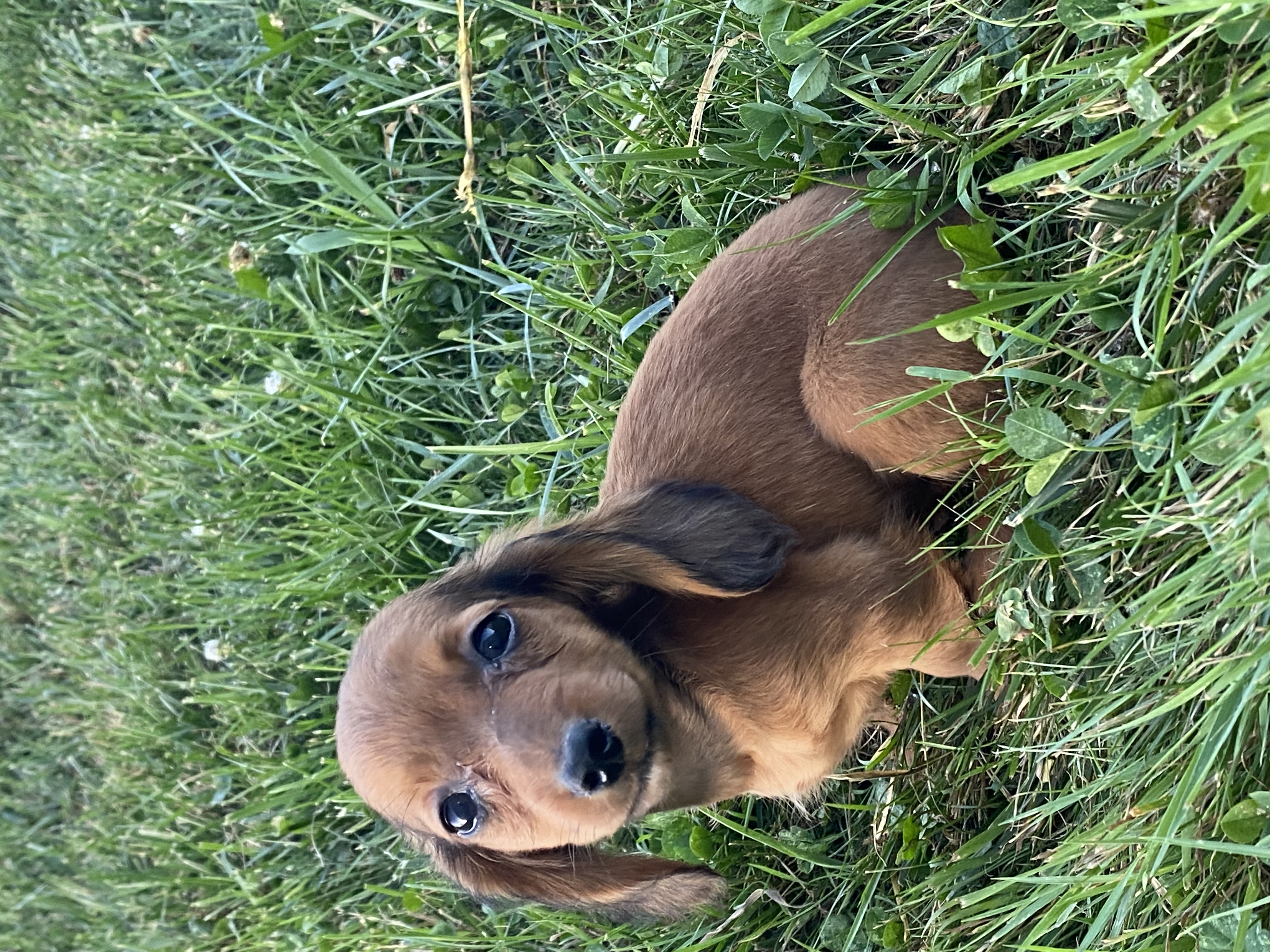 puppy, for, sale, Dachshund, Curtis  Martin, dog, breeder, Seneca Falls, NY, dog-breeder, puppy-for-sale, forsale, nearby, find, puppyfind, locator, puppylocator, aca