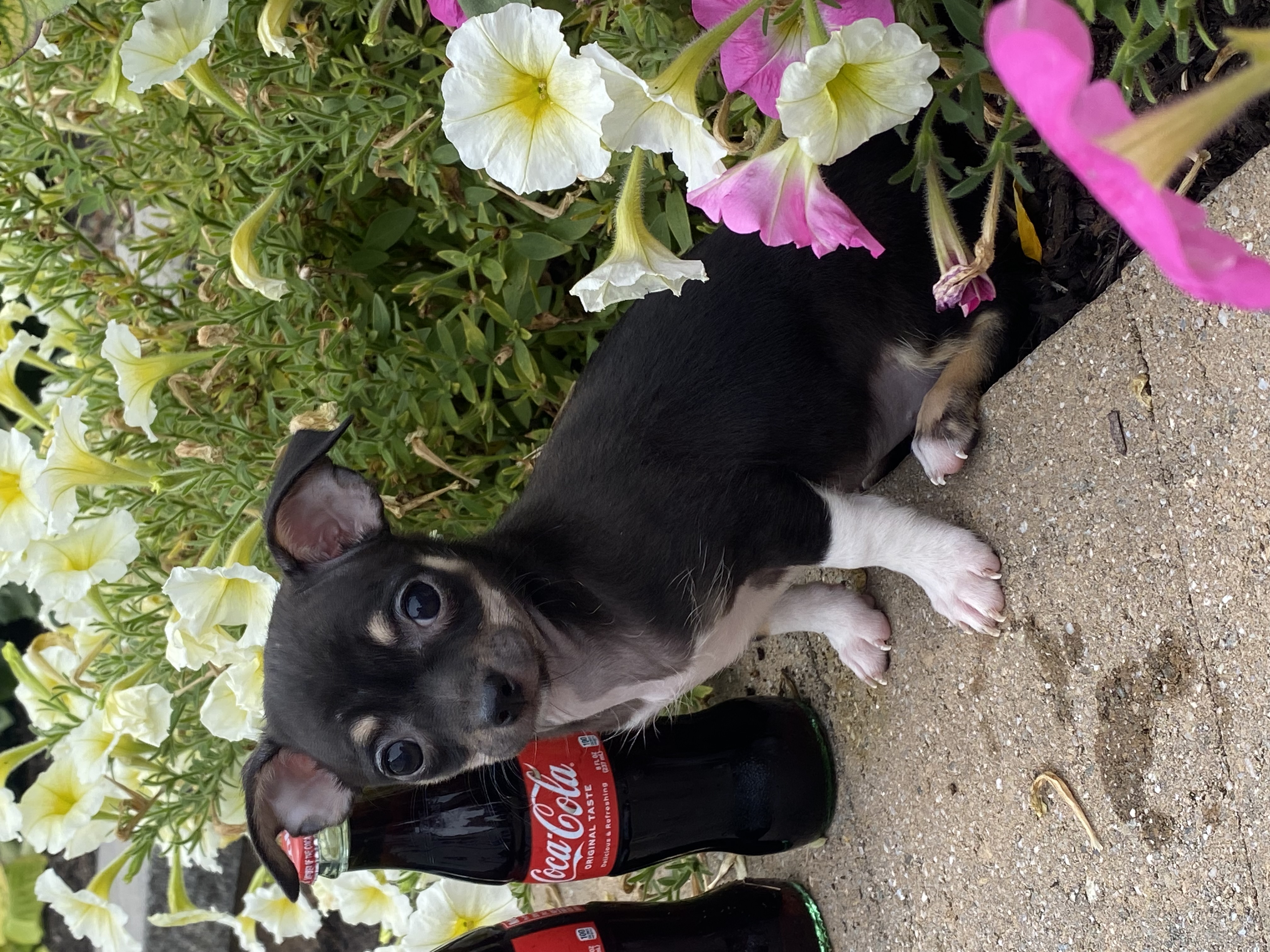 puppy, for, sale, Chihuahua, Curtis  Martin, dog, breeder, Seneca Falls, NY, dog-breeder, puppy-for-sale, forsale, nearby, find, puppyfind, locator, puppylocator, aca