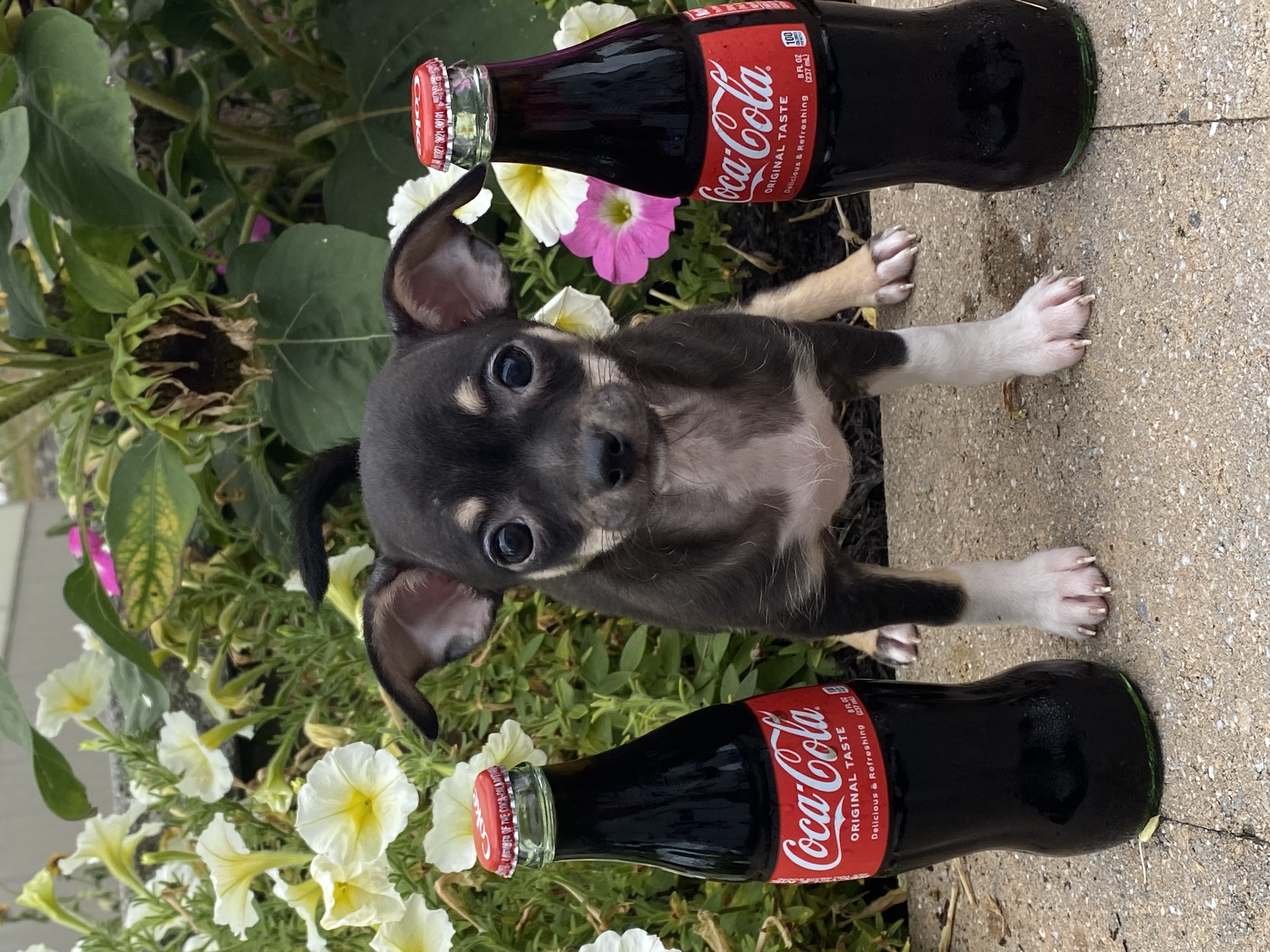 puppy, for, sale, Chihuahua, Curtis  Martin, dog, breeder, Seneca Falls, NY, dog-breeder, puppy-for-sale, forsale, nearby, find, puppyfind, locator, puppylocator, aca