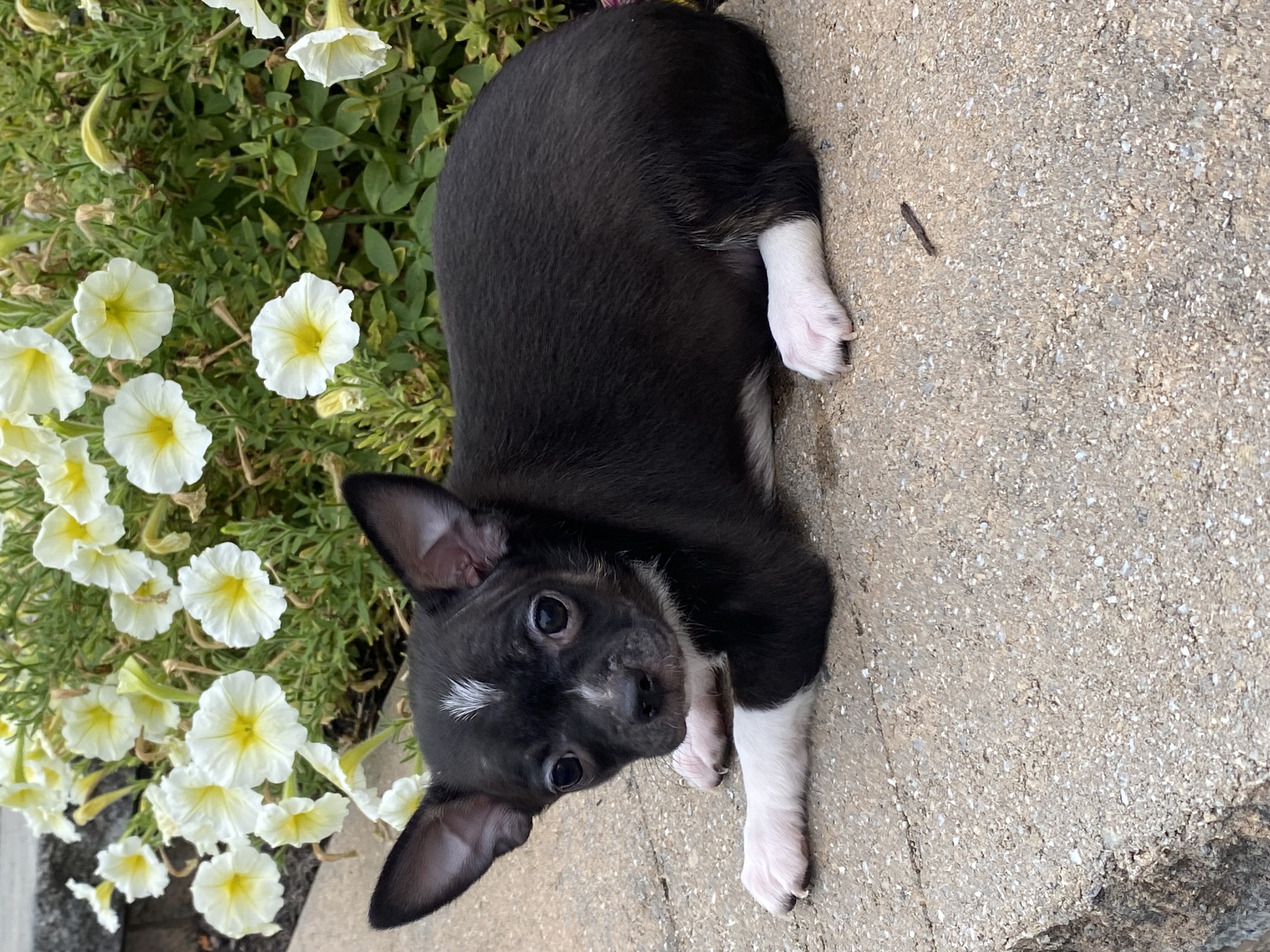 puppy, for, sale, Chihuahua, Curtis  Martin, dog, breeder, Seneca Falls, NY, dog-breeder, puppy-for-sale, forsale, nearby, find, puppyfind, locator, puppylocator, aca