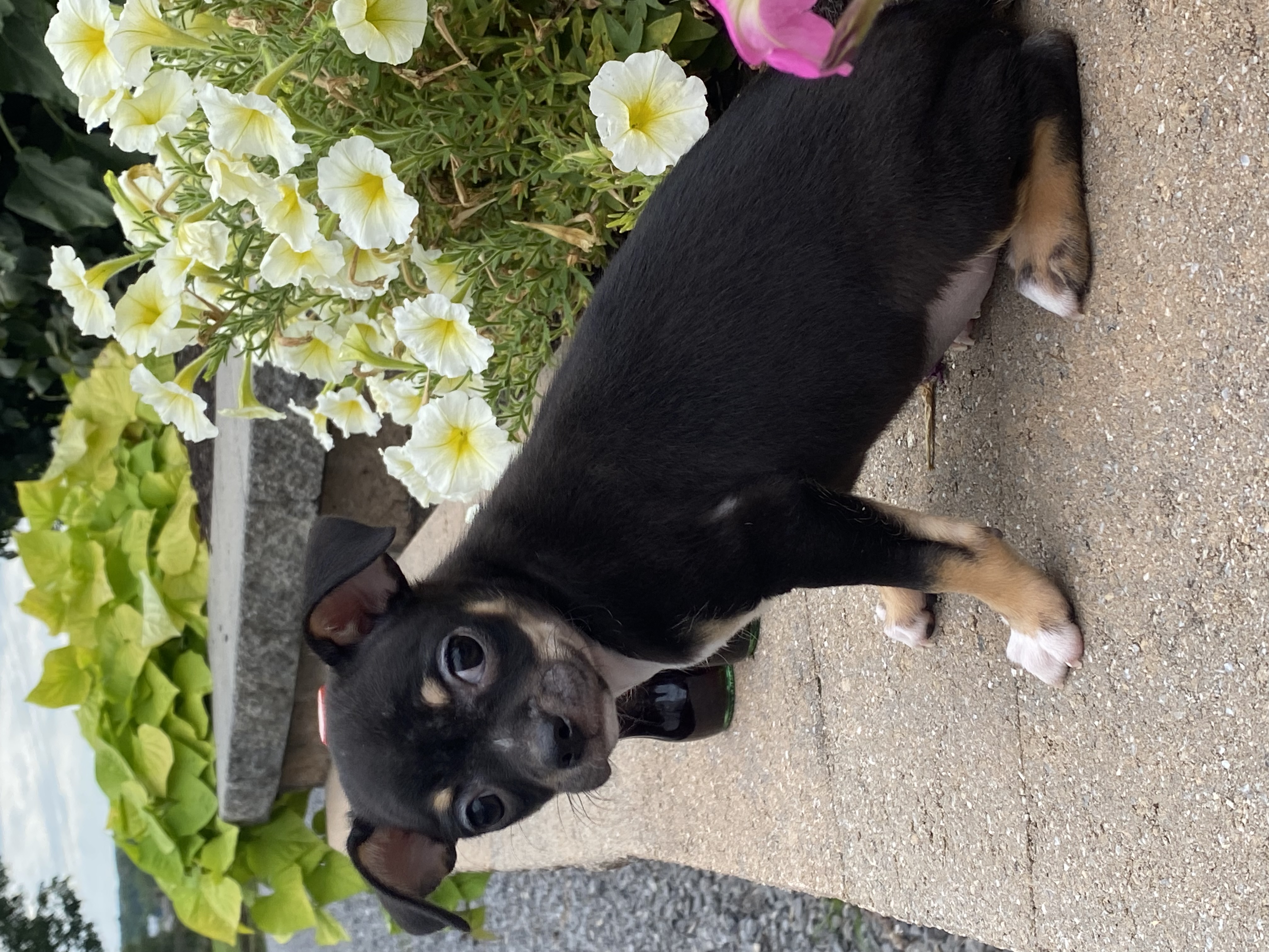 puppy, for, sale, Chihuahua, Curtis  Martin, dog, breeder, Seneca Falls, NY, dog-breeder, puppy-for-sale, forsale, nearby, find, puppyfind, locator, puppylocator, aca