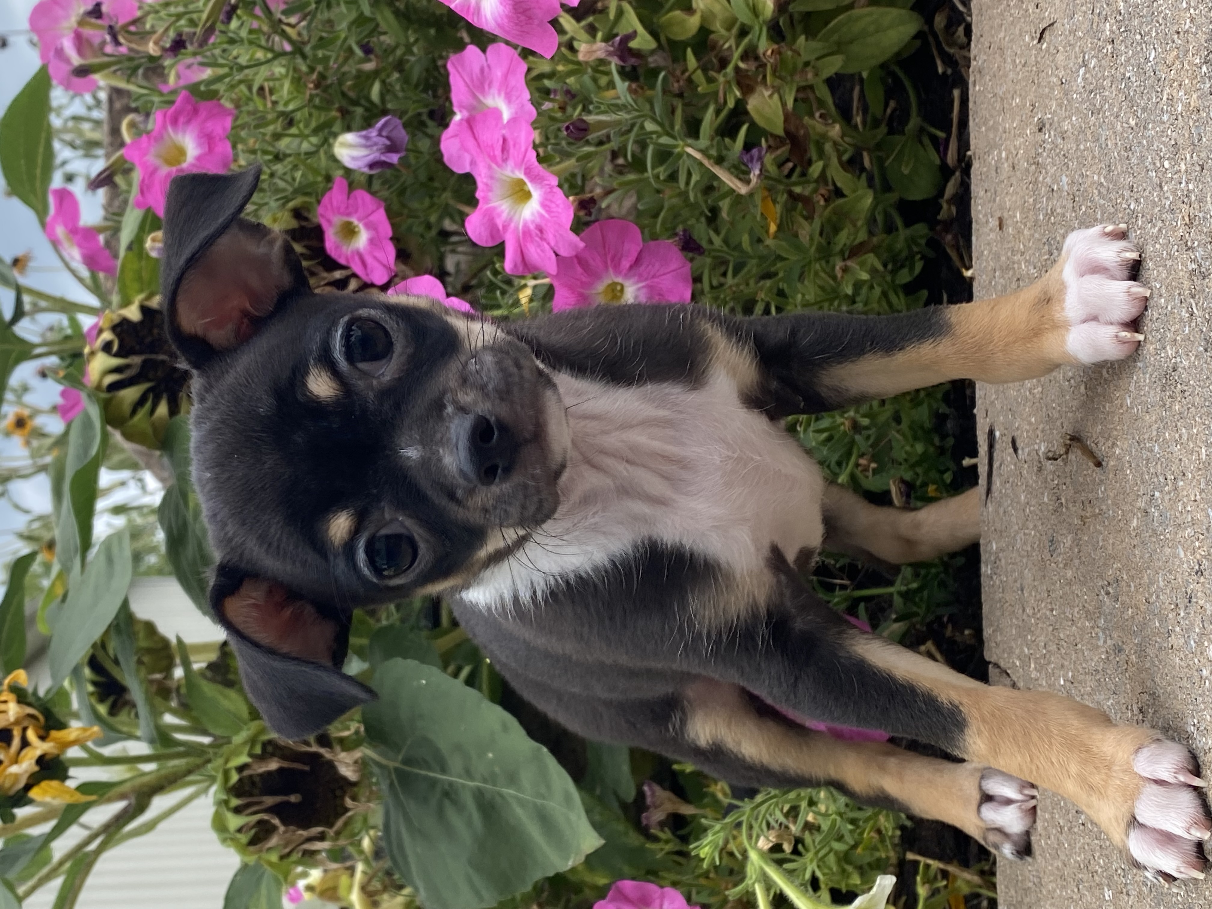 puppy, for, sale, Chihuahua, Curtis  Martin, dog, breeder, Seneca Falls, NY, dog-breeder, puppy-for-sale, forsale, nearby, find, puppyfind, locator, puppylocator, aca