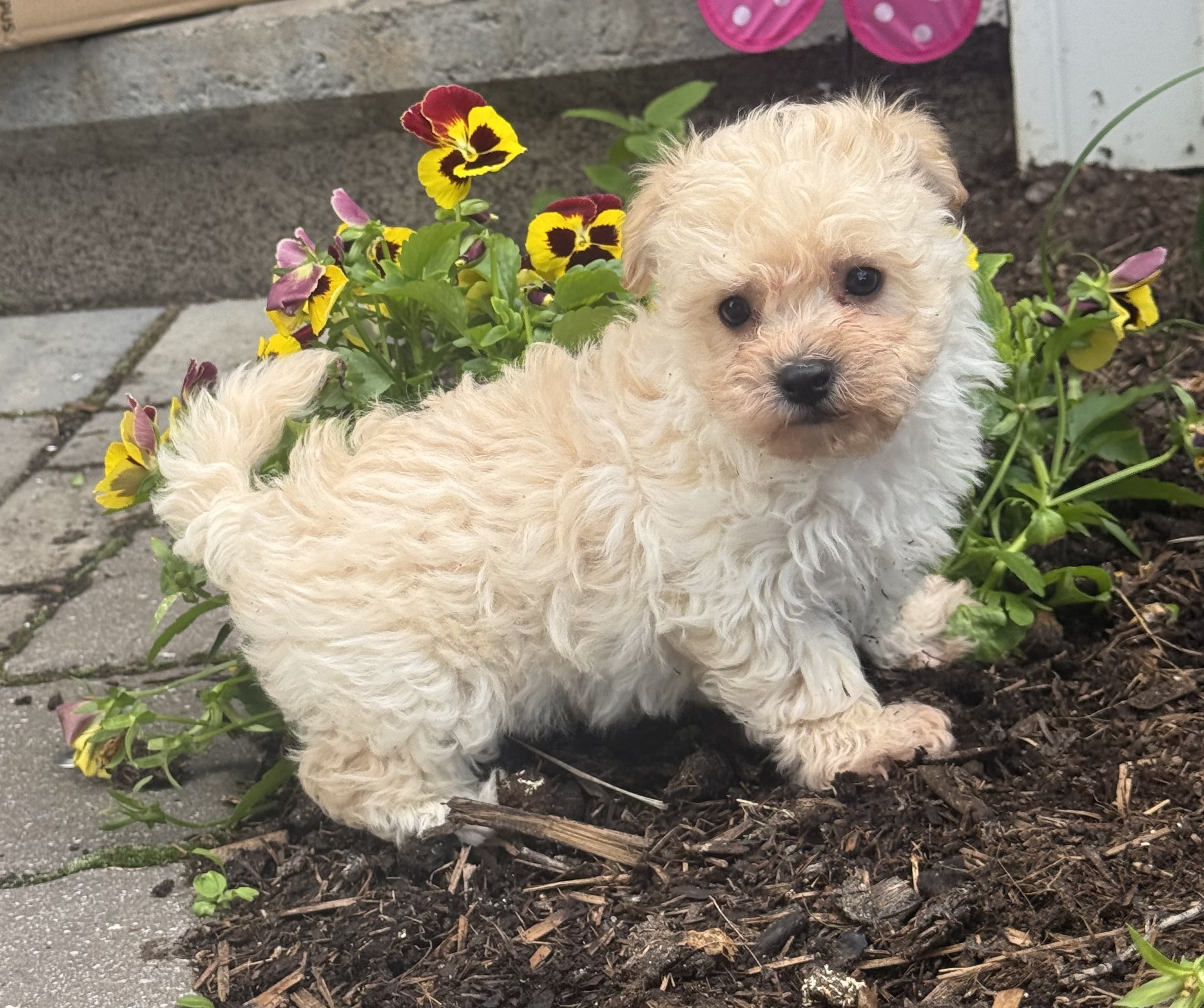 puppy photo