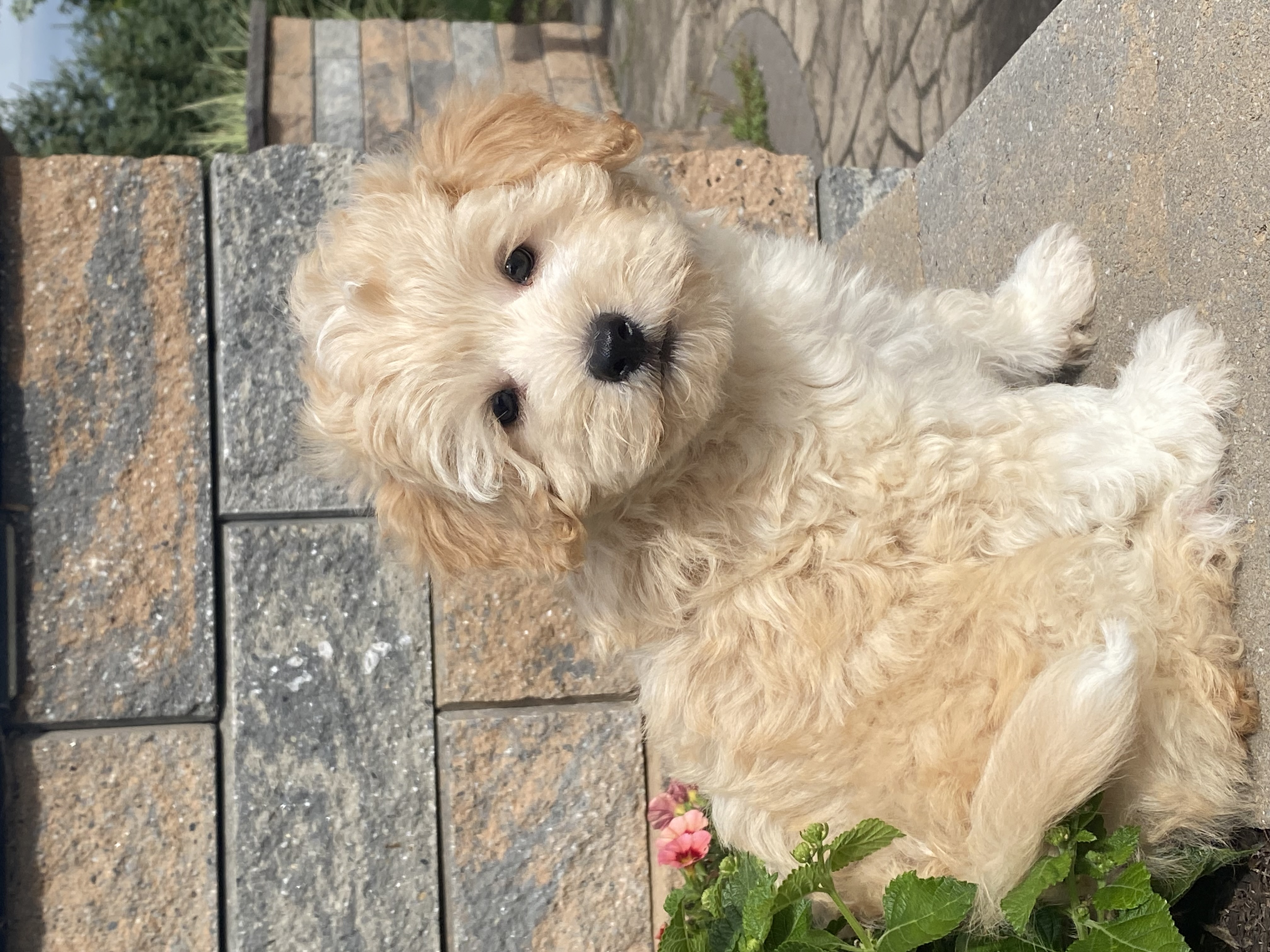 puppy, for, sale, Pooton, Curtis  Martin, dog, breeder, Seneca Falls, NY, dog-breeder, puppy-for-sale, forsale, nearby, find, puppyfind, locator, puppylocator, aca