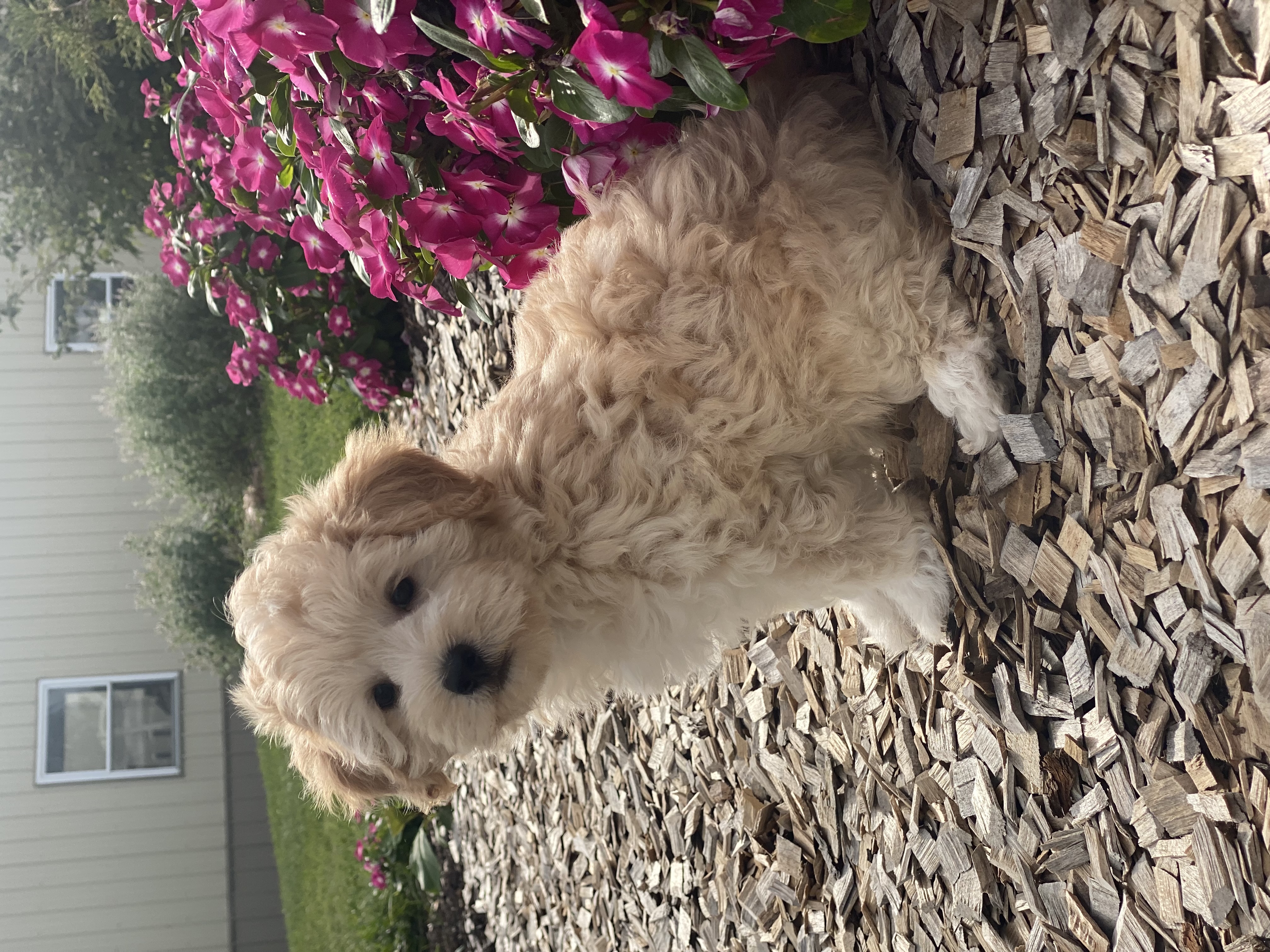 puppy, for, sale, Pooton, Curtis  Martin, dog, breeder, Seneca Falls, NY, dog-breeder, puppy-for-sale, forsale, nearby, find, puppyfind, locator, puppylocator, aca