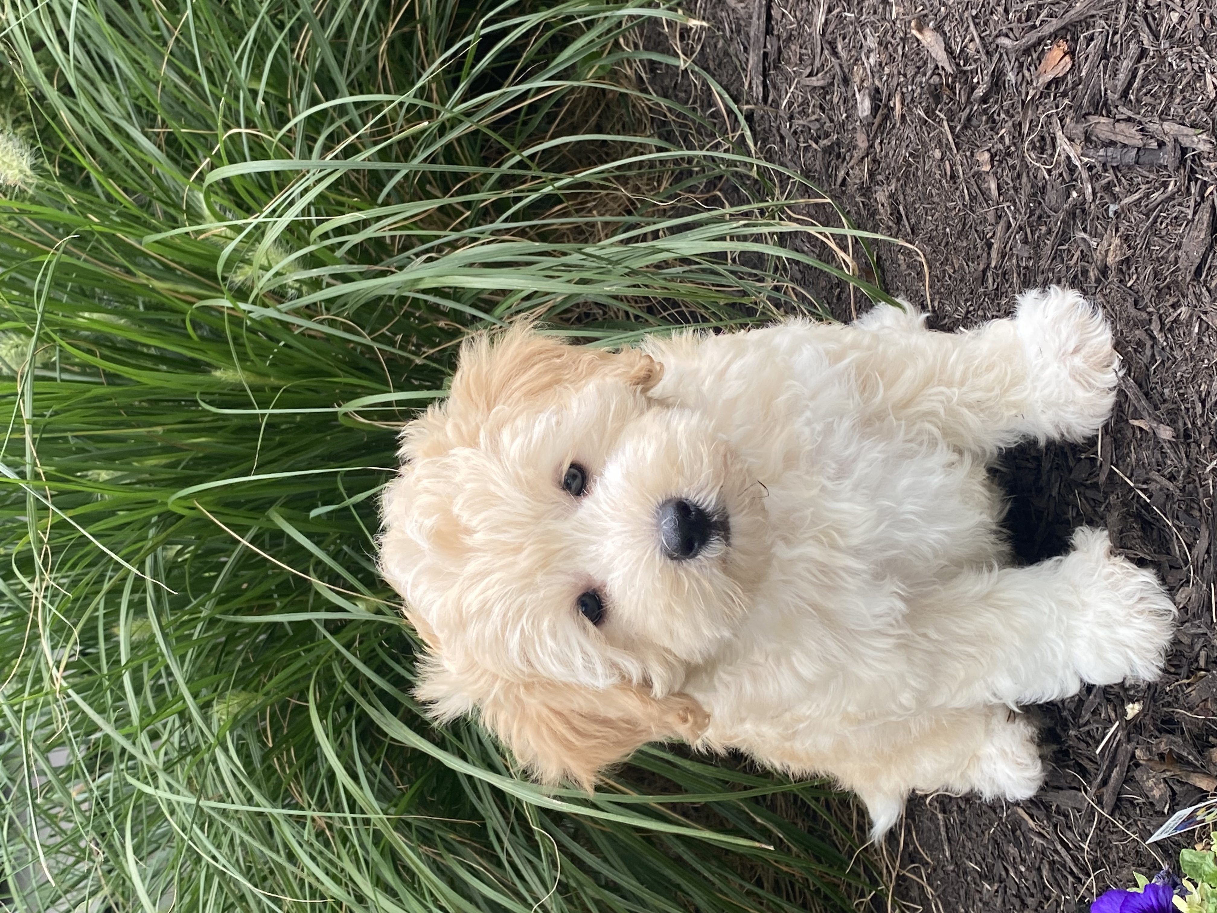 puppy, for, sale, Pooton, Curtis  Martin, dog, breeder, Seneca Falls, NY, dog-breeder, puppy-for-sale, forsale, nearby, find, puppyfind, locator, puppylocator, aca