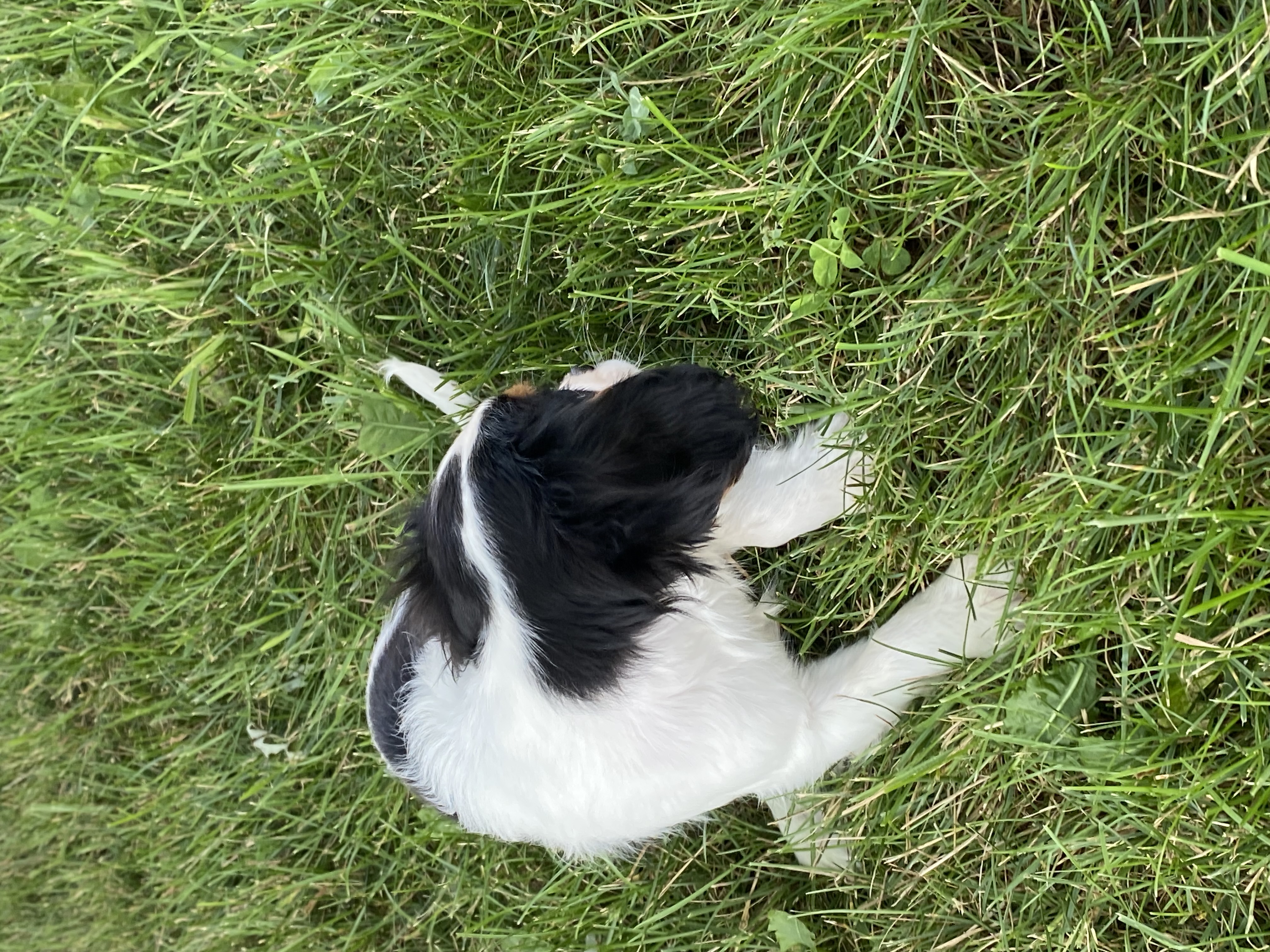 puppy, for, sale, Pooton, Curtis  Martin, dog, breeder, Seneca Falls, NY, dog-breeder, puppy-for-sale, forsale, nearby, find, puppyfind, locator, puppylocator, aca