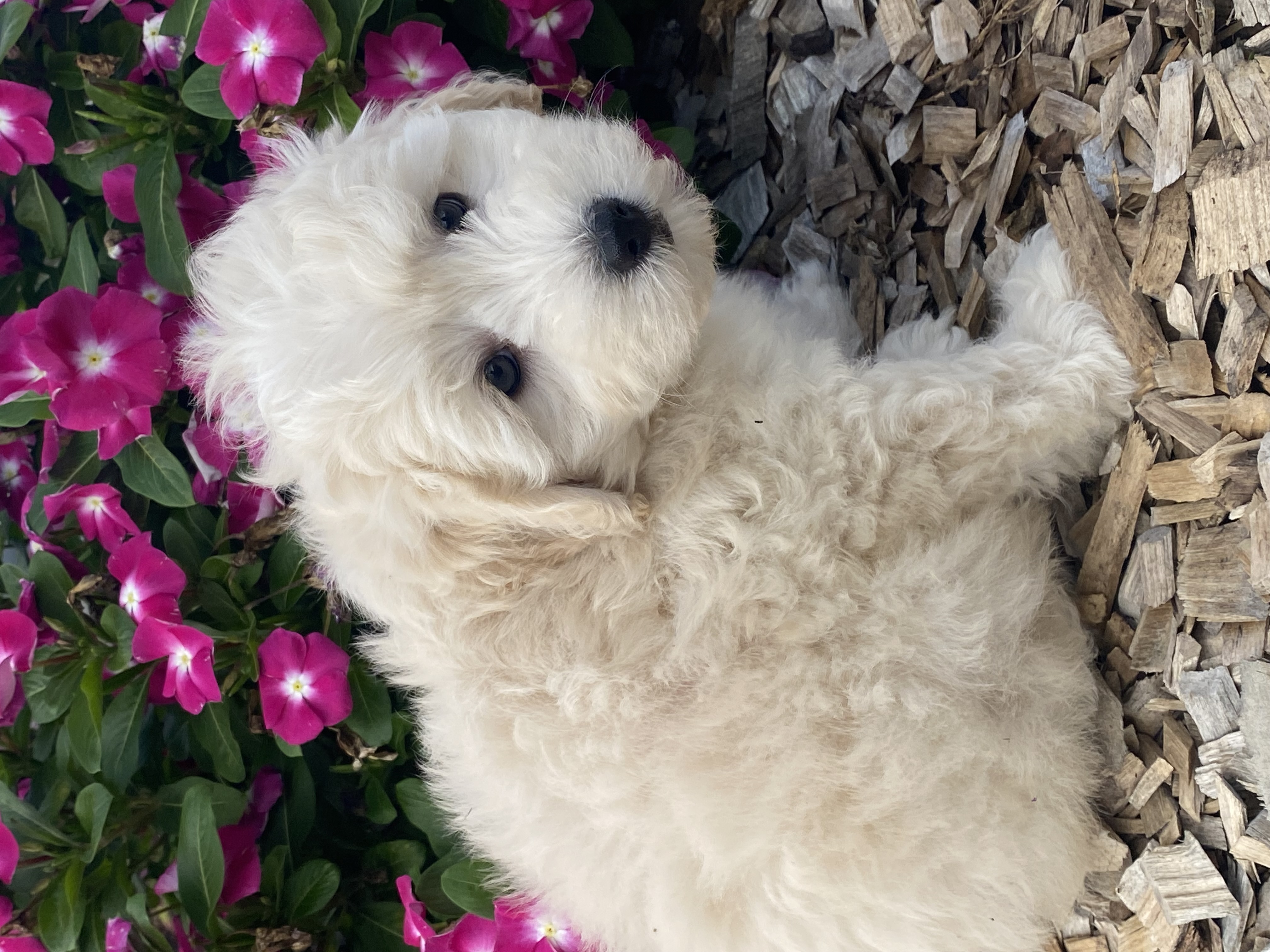 puppy, for, sale, Pooton, Curtis  Martin, dog, breeder, Seneca Falls, NY, dog-breeder, puppy-for-sale, forsale, nearby, find, puppyfind, locator, puppylocator, aca