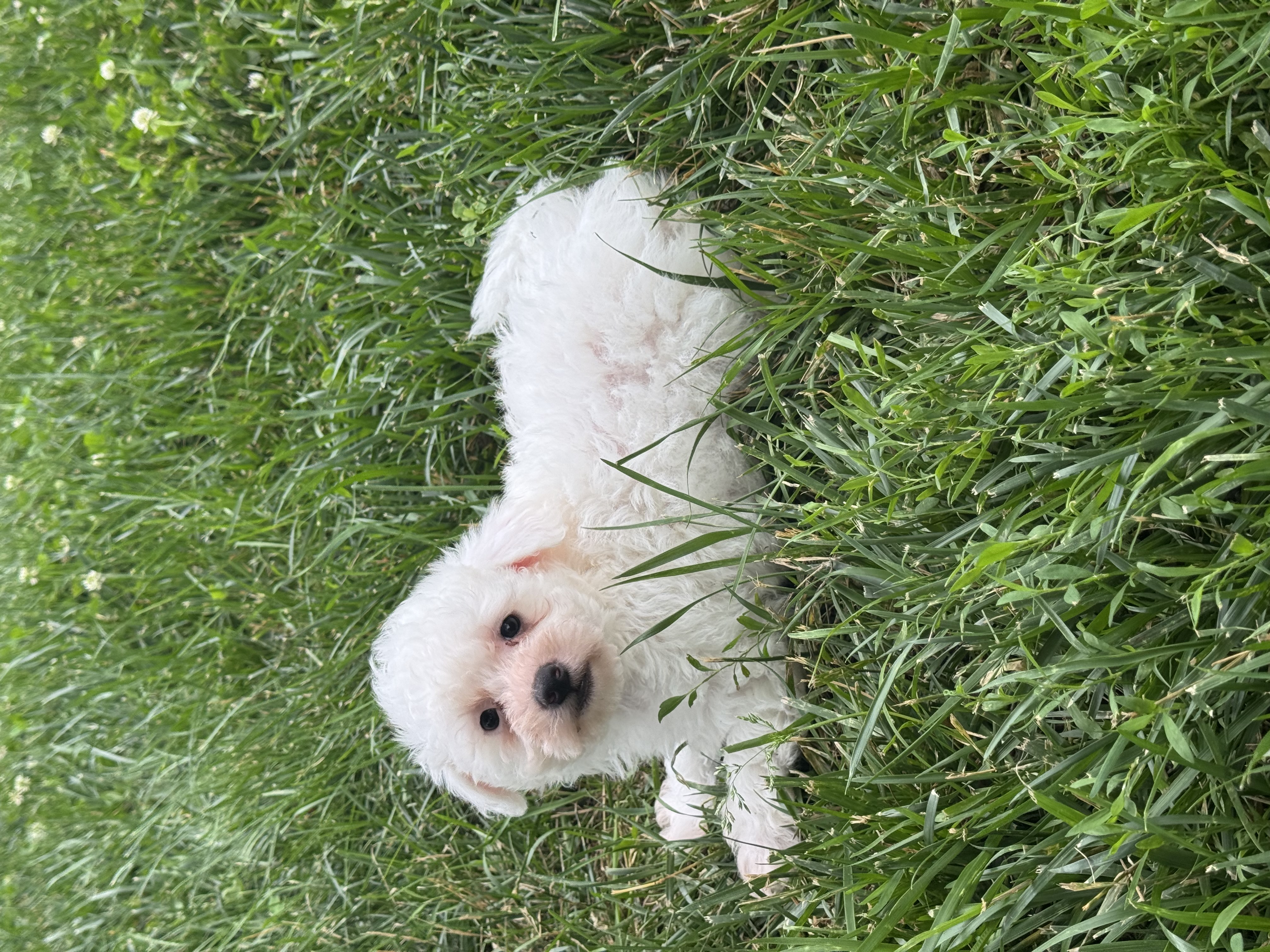 puppy photo