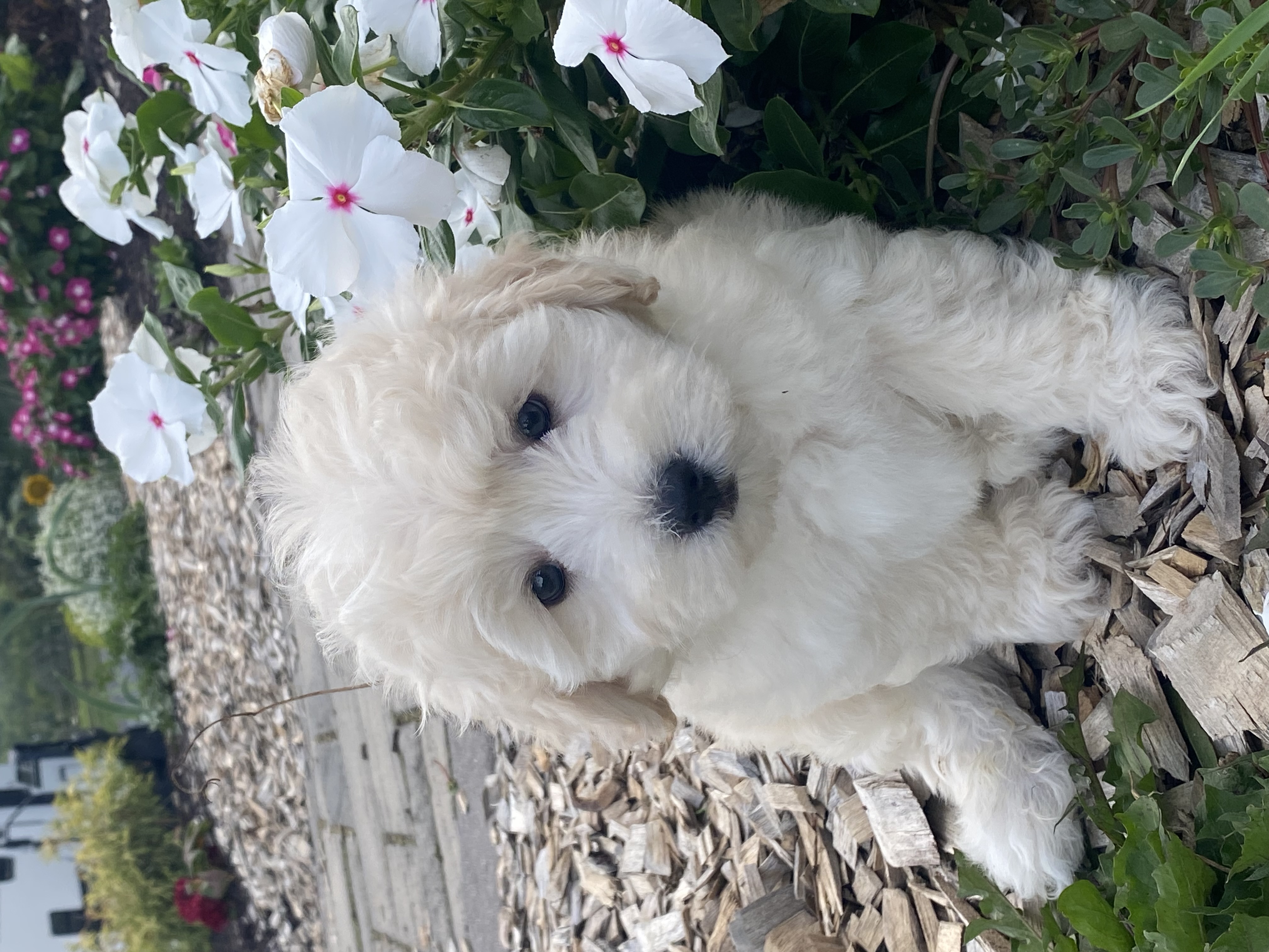puppy, for, sale, Pooton, Curtis  Martin, dog, breeder, Seneca Falls, NY, dog-breeder, puppy-for-sale, forsale, nearby, find, puppyfind, locator, puppylocator, aca