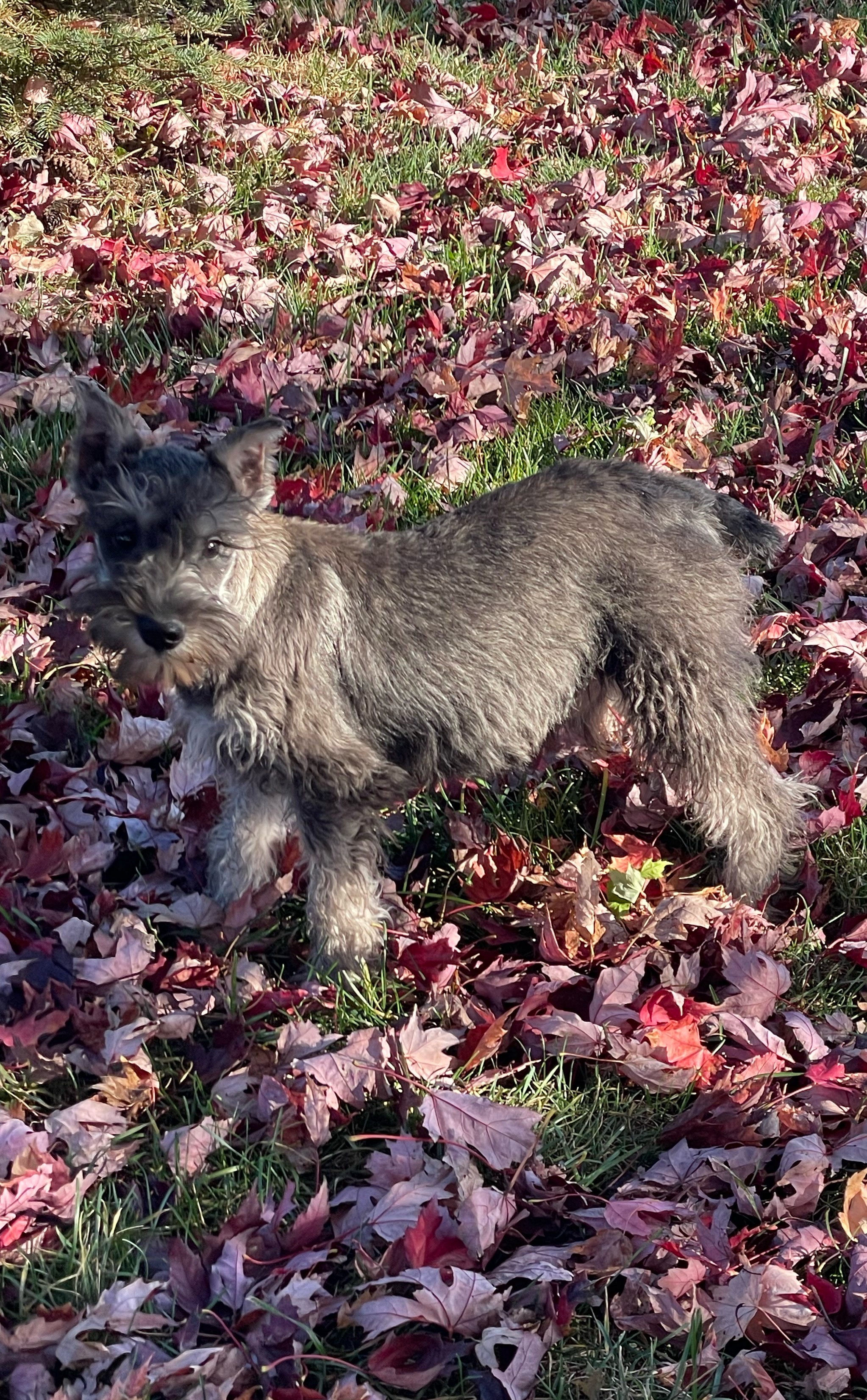 puppy, for, sale, Miniature Schnauzer, Curtis  Martin, dog, breeder, Seneca Falls, NY, dog-breeder, puppy-for-sale, forsale, nearby, find, puppyfind, locator, puppylocator, aca