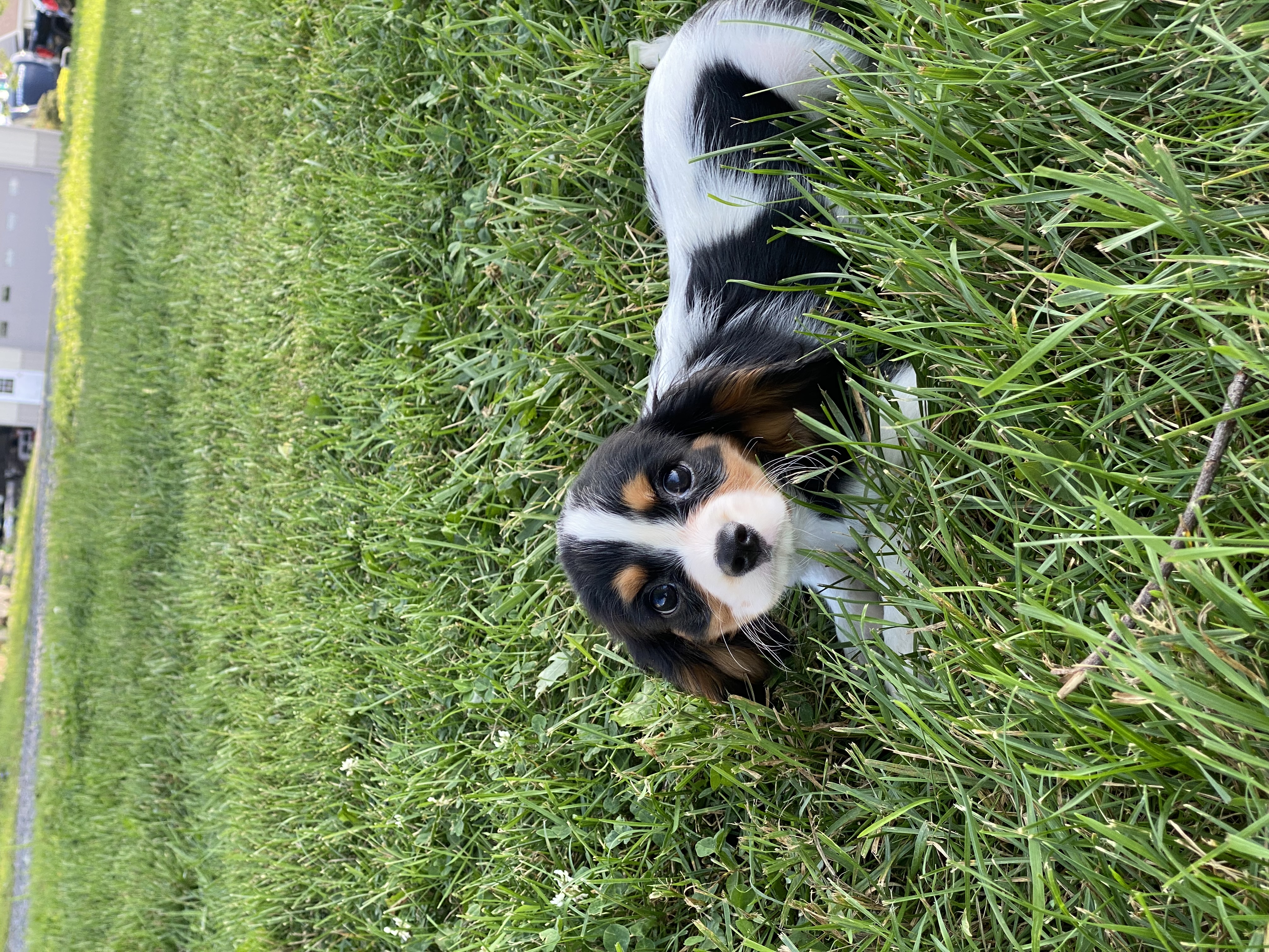 puppy, for, sale, Miniature Schnauzer, Curtis  Martin, dog, breeder, Seneca Falls, NY, dog-breeder, puppy-for-sale, forsale, nearby, find, puppyfind, locator, puppylocator, aca