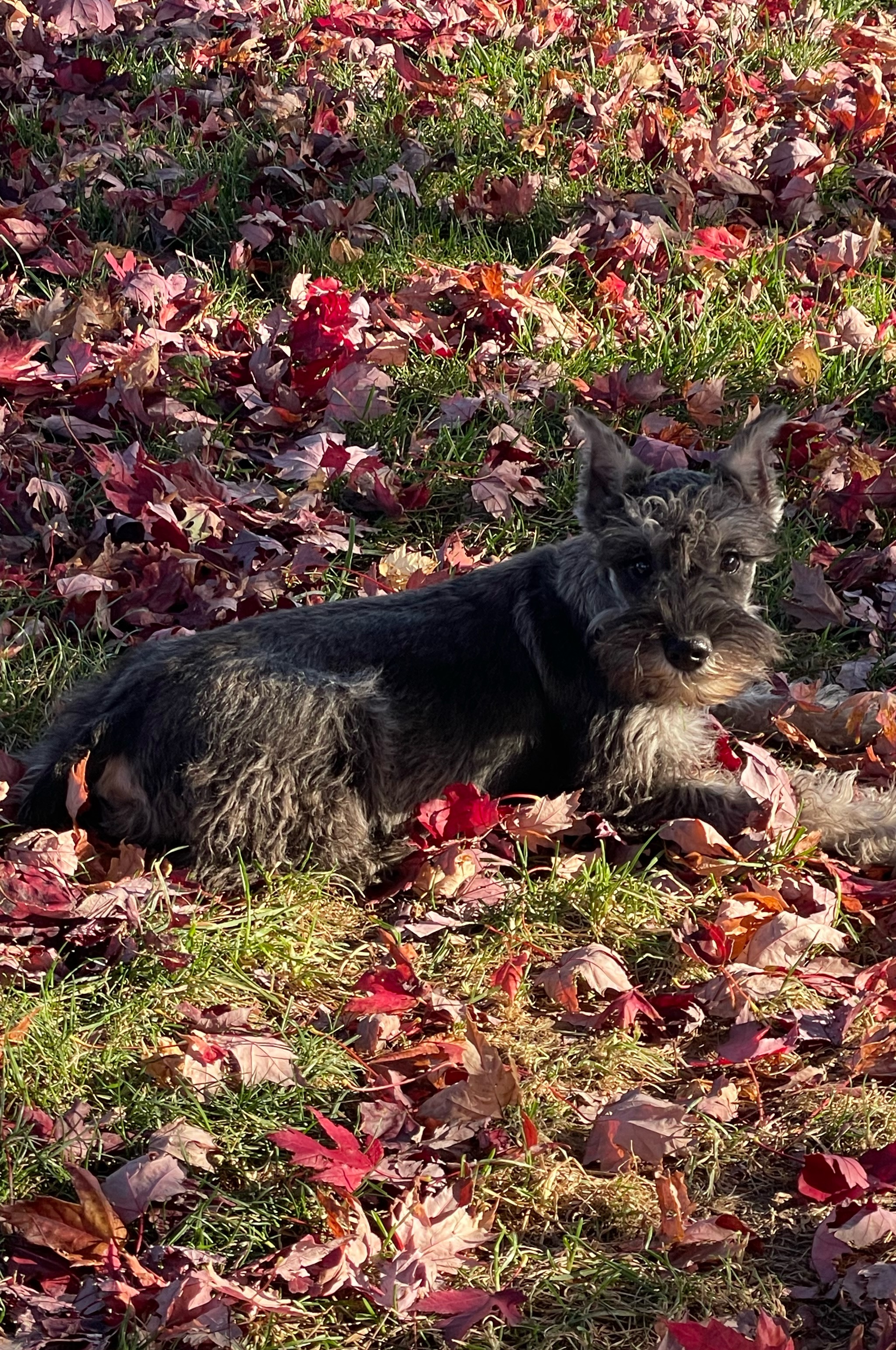 puppy, for, sale, Miniature Schnauzer, Curtis  Martin, dog, breeder, Seneca Falls, NY, dog-breeder, puppy-for-sale, forsale, nearby, find, puppyfind, locator, puppylocator, aca
