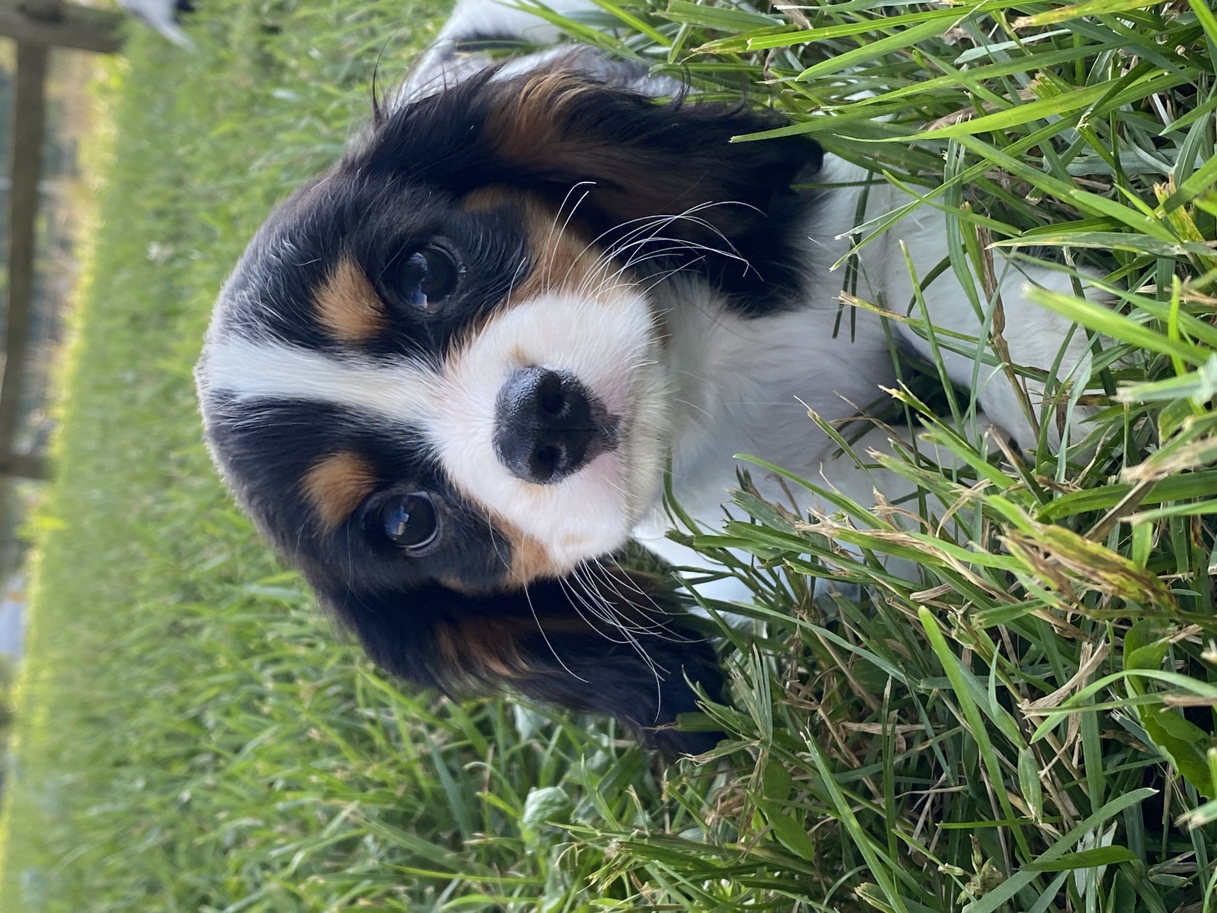 puppy, for, sale, Pooton, Curtis  Martin, dog, breeder, Seneca Falls, NY, dog-breeder, puppy-for-sale, forsale, nearby, find, puppyfind, locator, puppylocator, aca