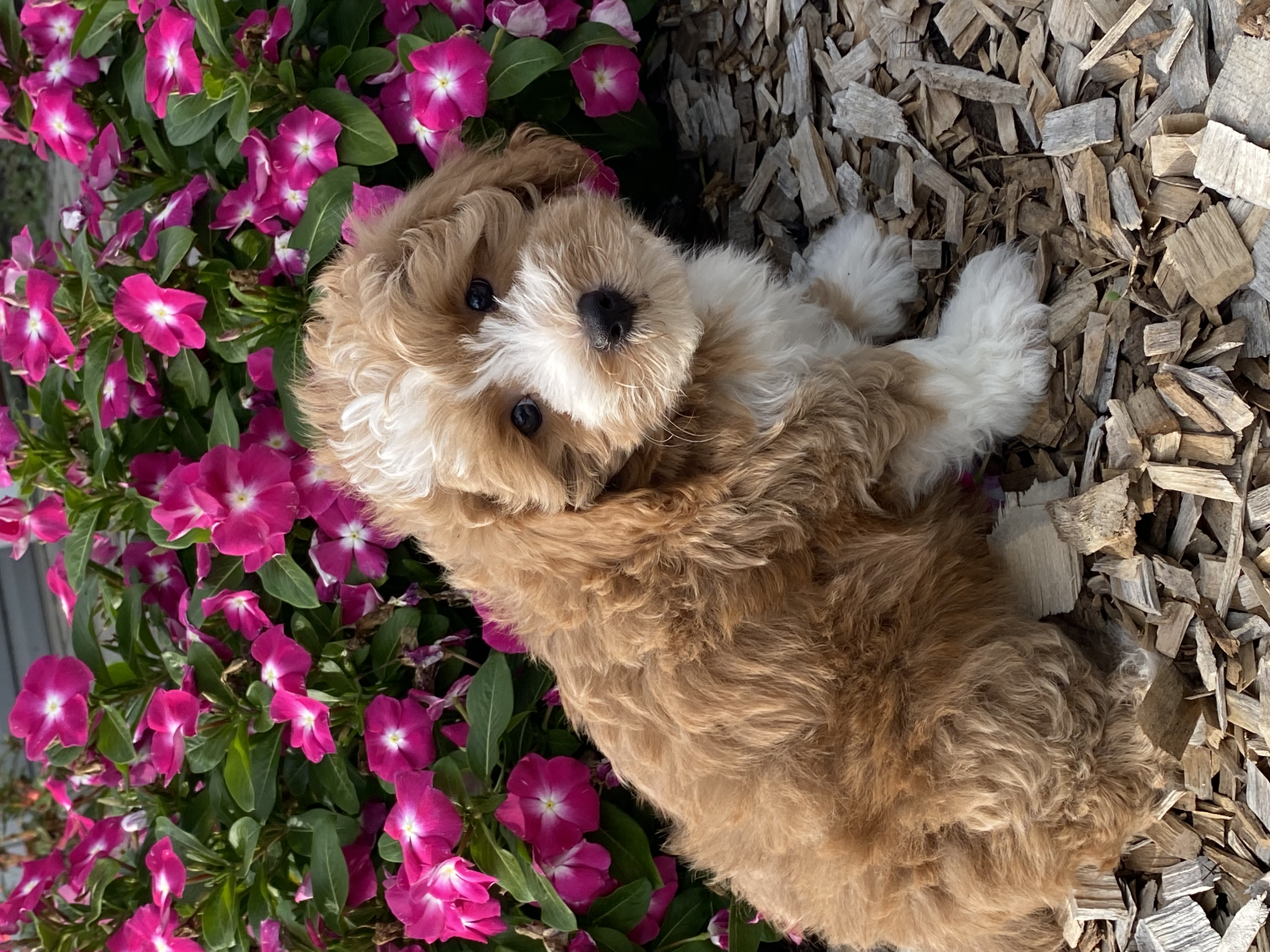 puppy, for, sale, Pooton, Curtis  Martin, dog, breeder, Seneca Falls, NY, dog-breeder, puppy-for-sale, forsale, nearby, find, puppyfind, locator, puppylocator, aca