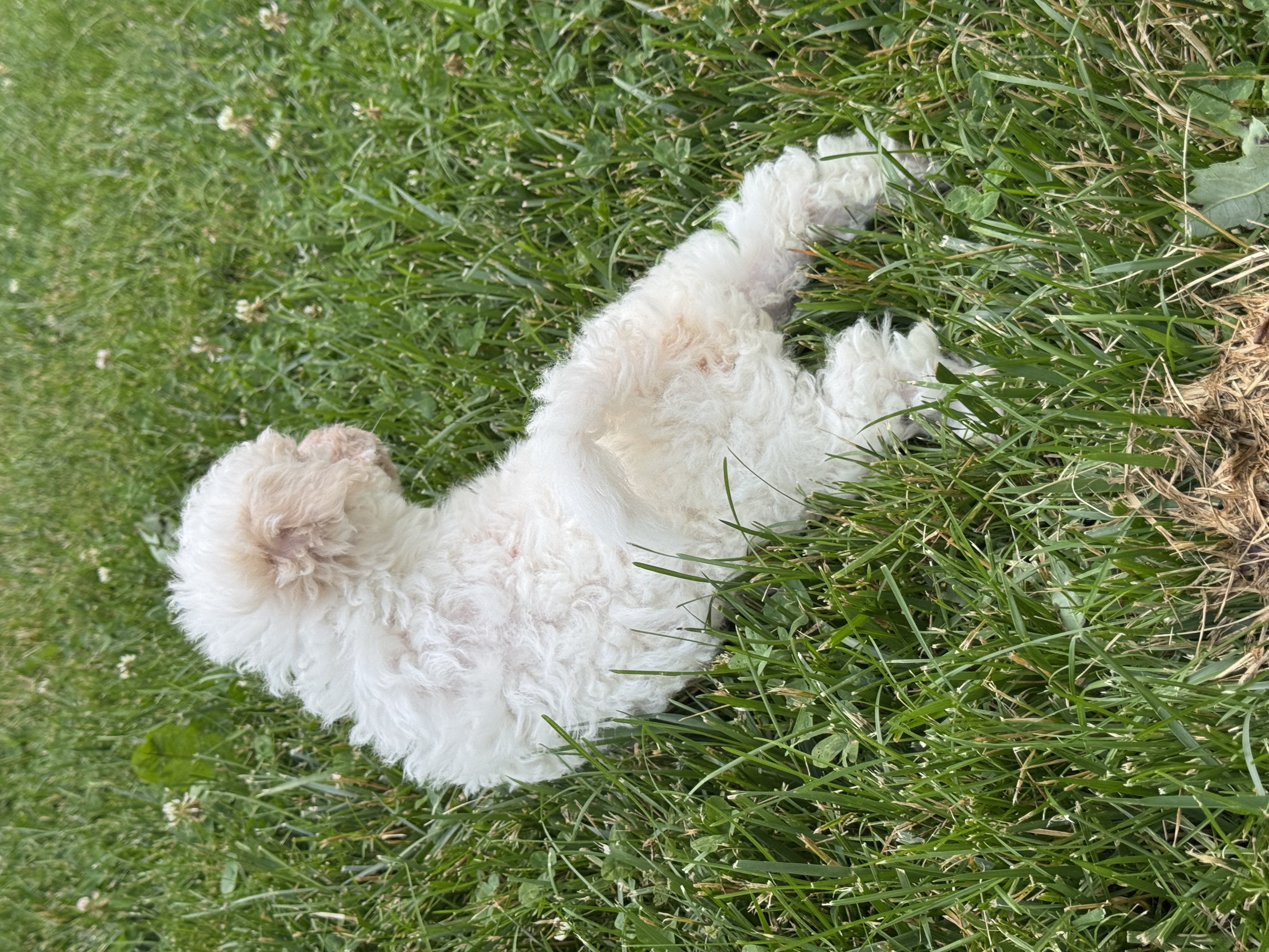 puppy photo