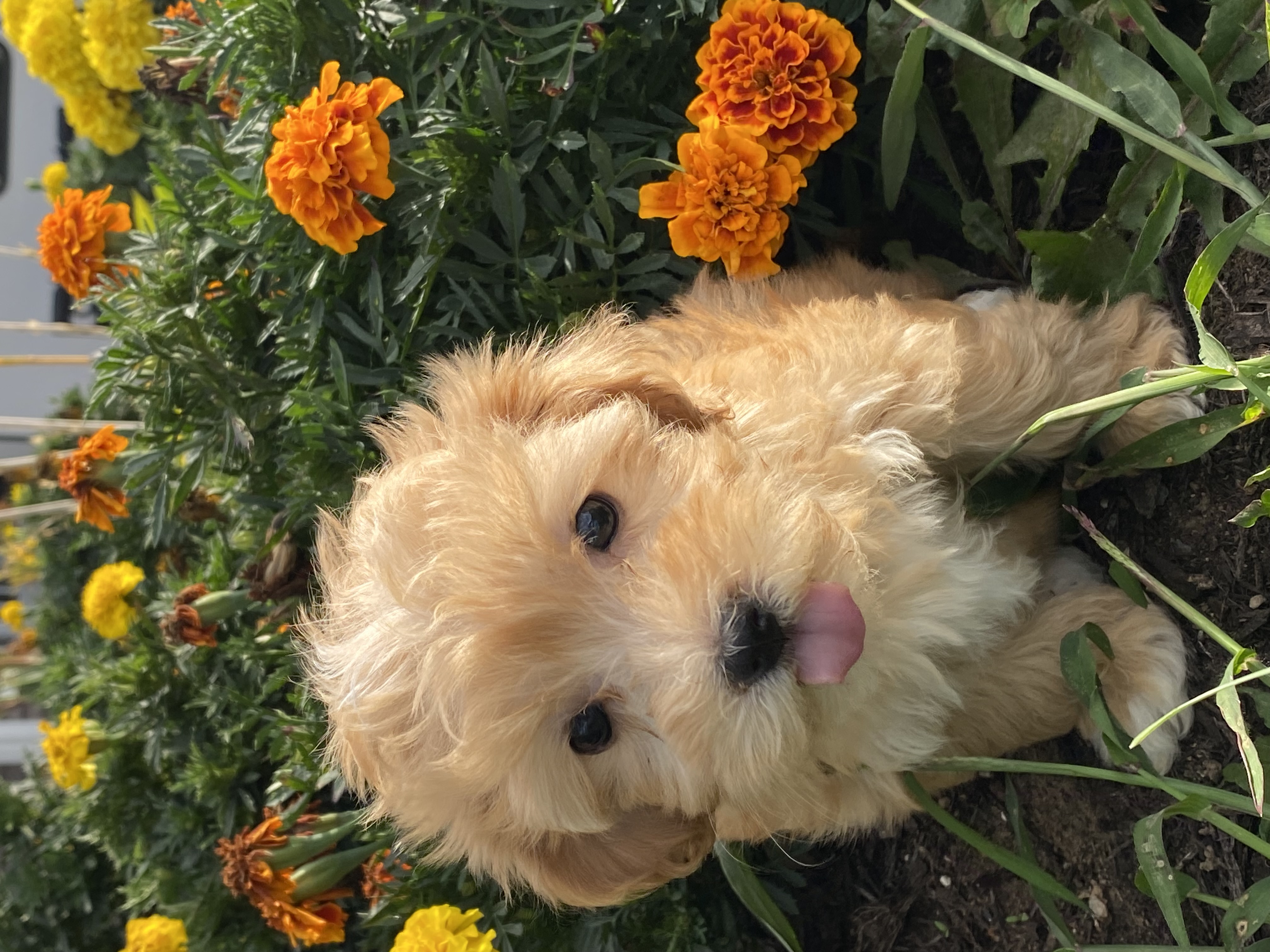 puppy, for, sale, Pooton, Curtis  Martin, dog, breeder, Seneca Falls, NY, dog-breeder, puppy-for-sale, forsale, nearby, find, puppyfind, locator, puppylocator, aca