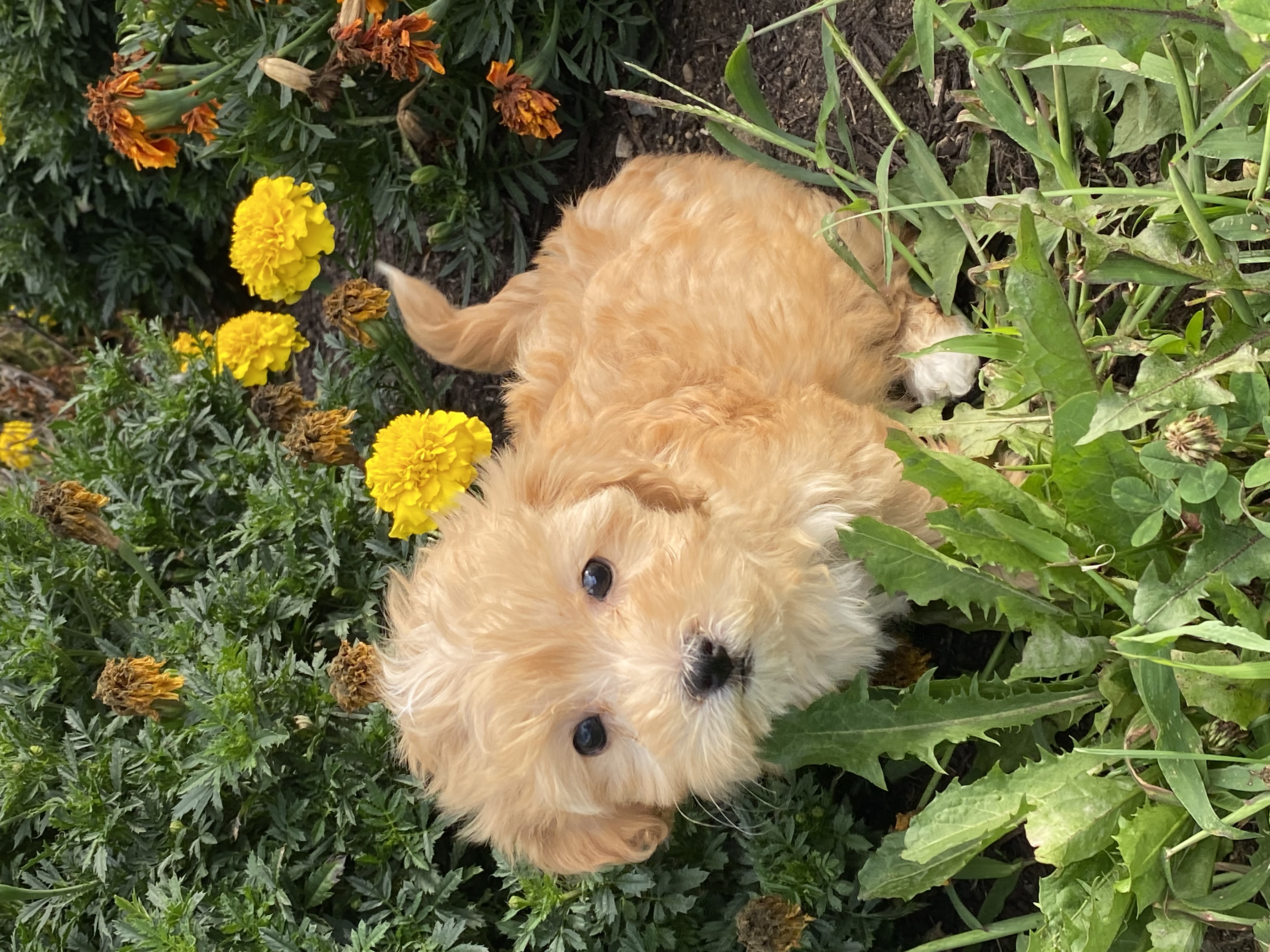 puppy, for, sale, Pooton, Curtis  Martin, dog, breeder, Seneca Falls, NY, dog-breeder, puppy-for-sale, forsale, nearby, find, puppyfind, locator, puppylocator, aca