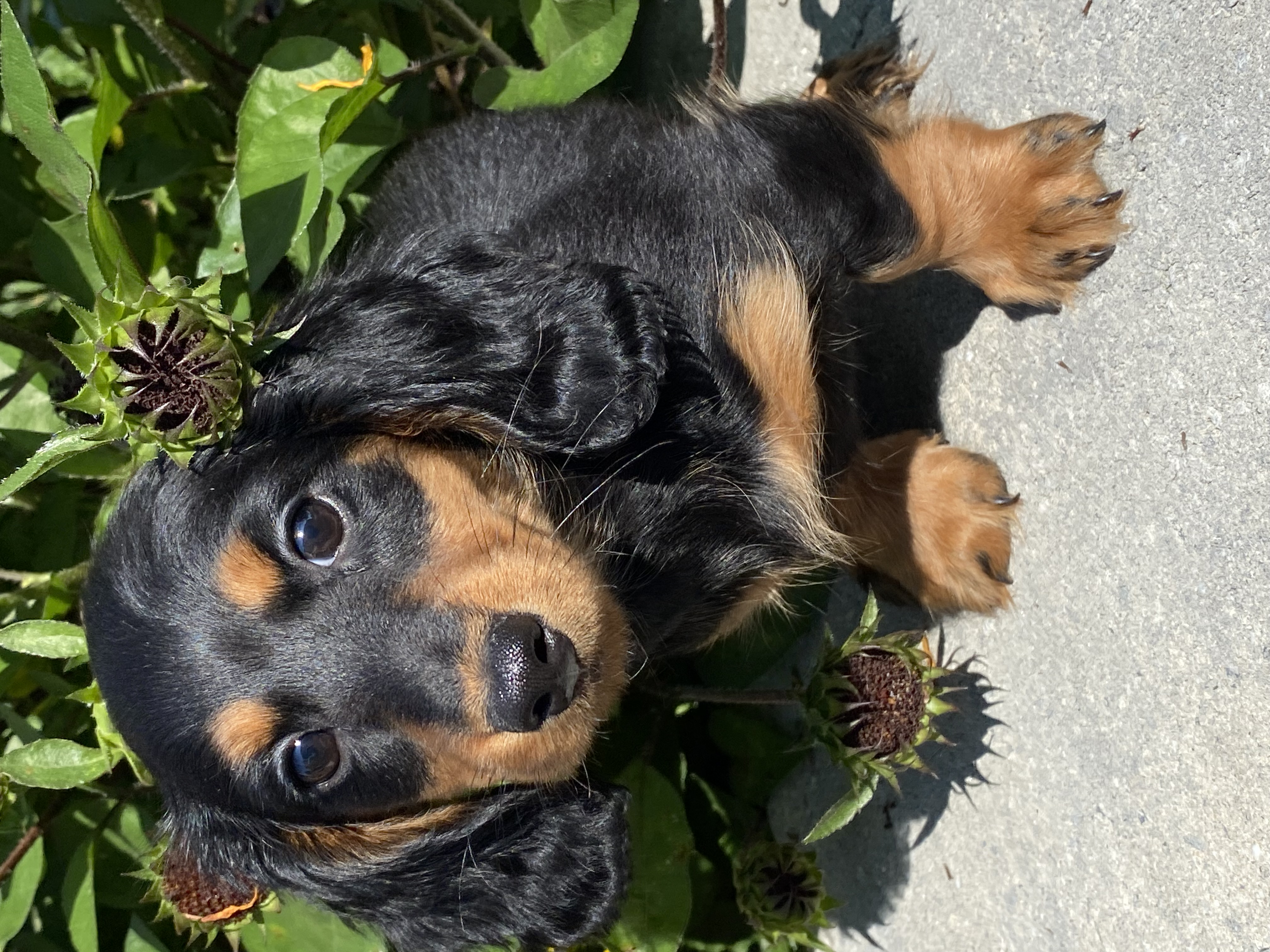 puppy, for, sale, Pooton, Curtis  Martin, dog, breeder, Seneca Falls, NY, dog-breeder, puppy-for-sale, forsale, nearby, find, puppyfind, locator, puppylocator, aca